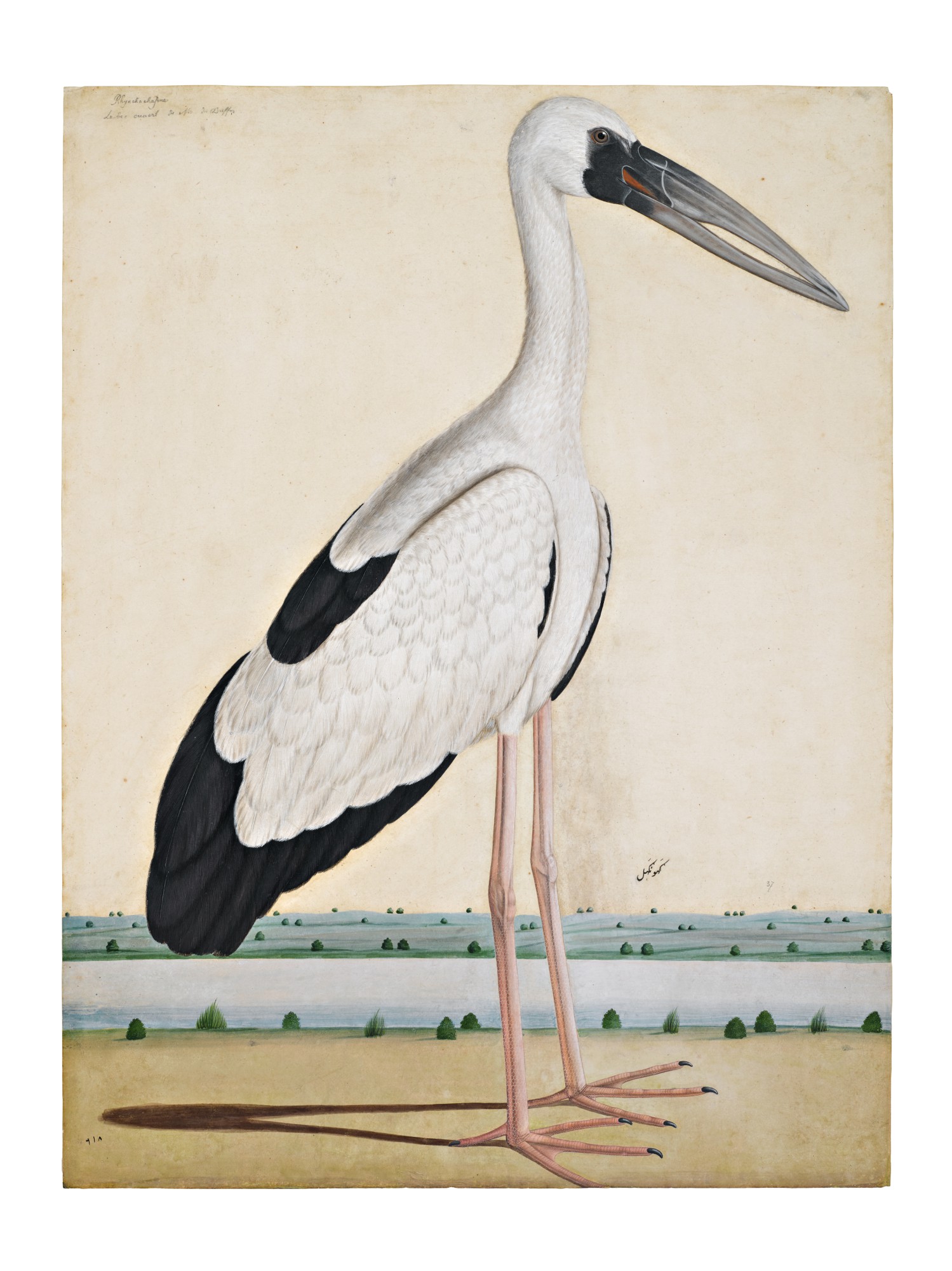 Unknown — An Asian Openbill Stork (Anastomus Oscitans) in a landscape, Company School, Lucknow, circa 1780