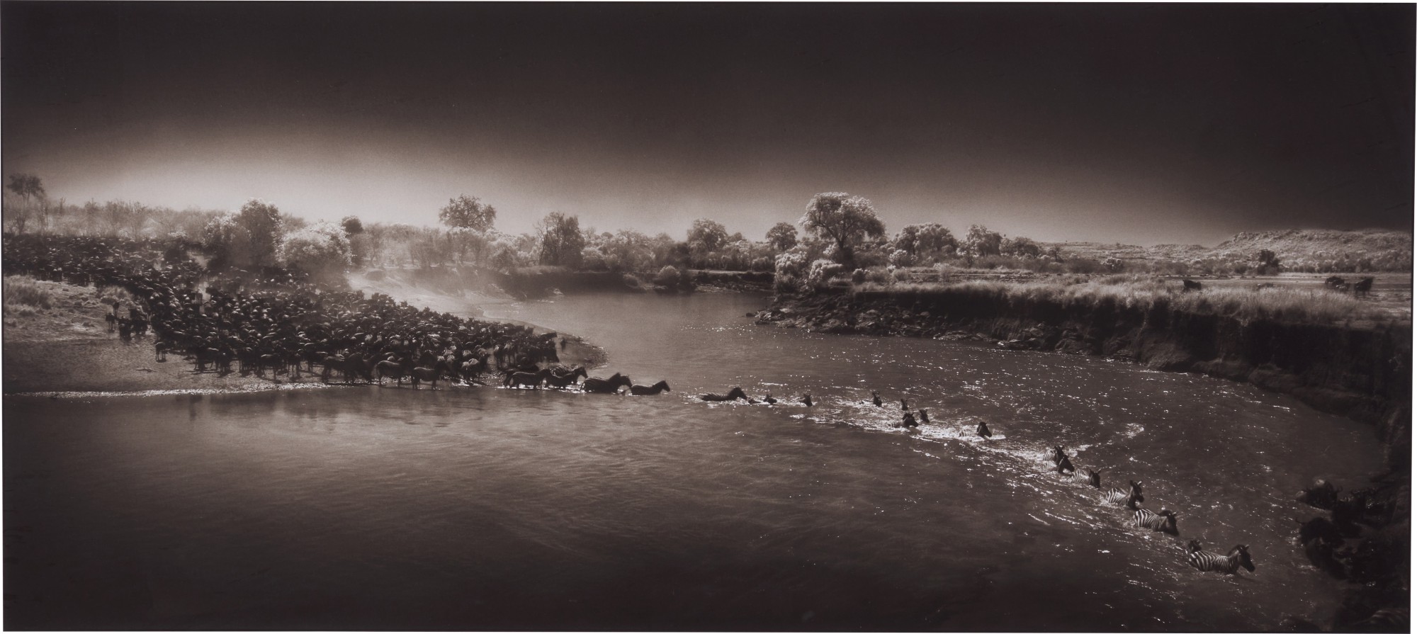 Nick Brandt — 'Zebras Crossing River', 2006
