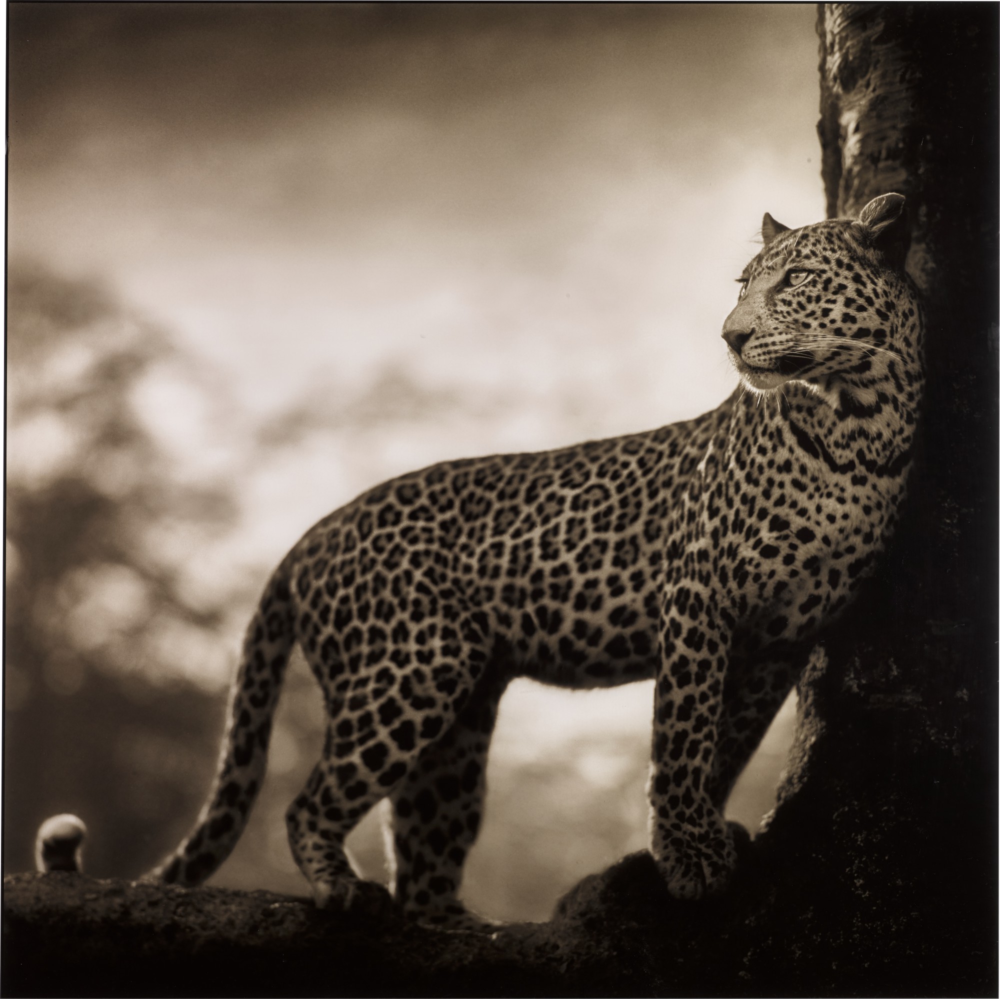 Nick Brandt — 'Leopard in Crook of Tree', Nakuru, 2007
