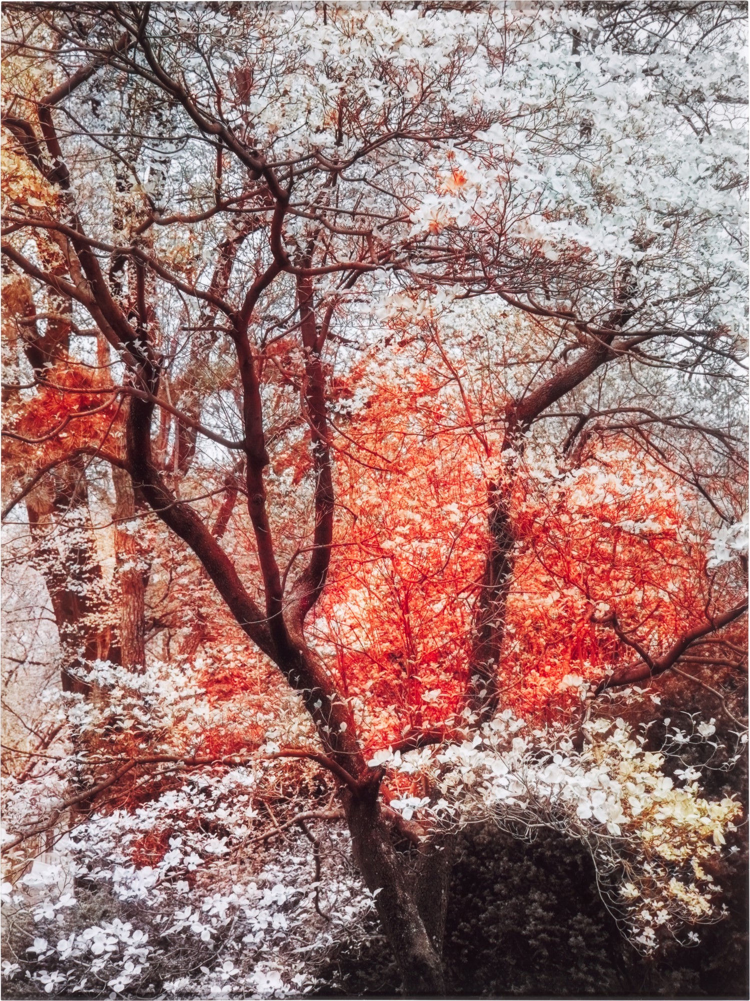 Unknown — 'Bloom (#79655d)', 2020