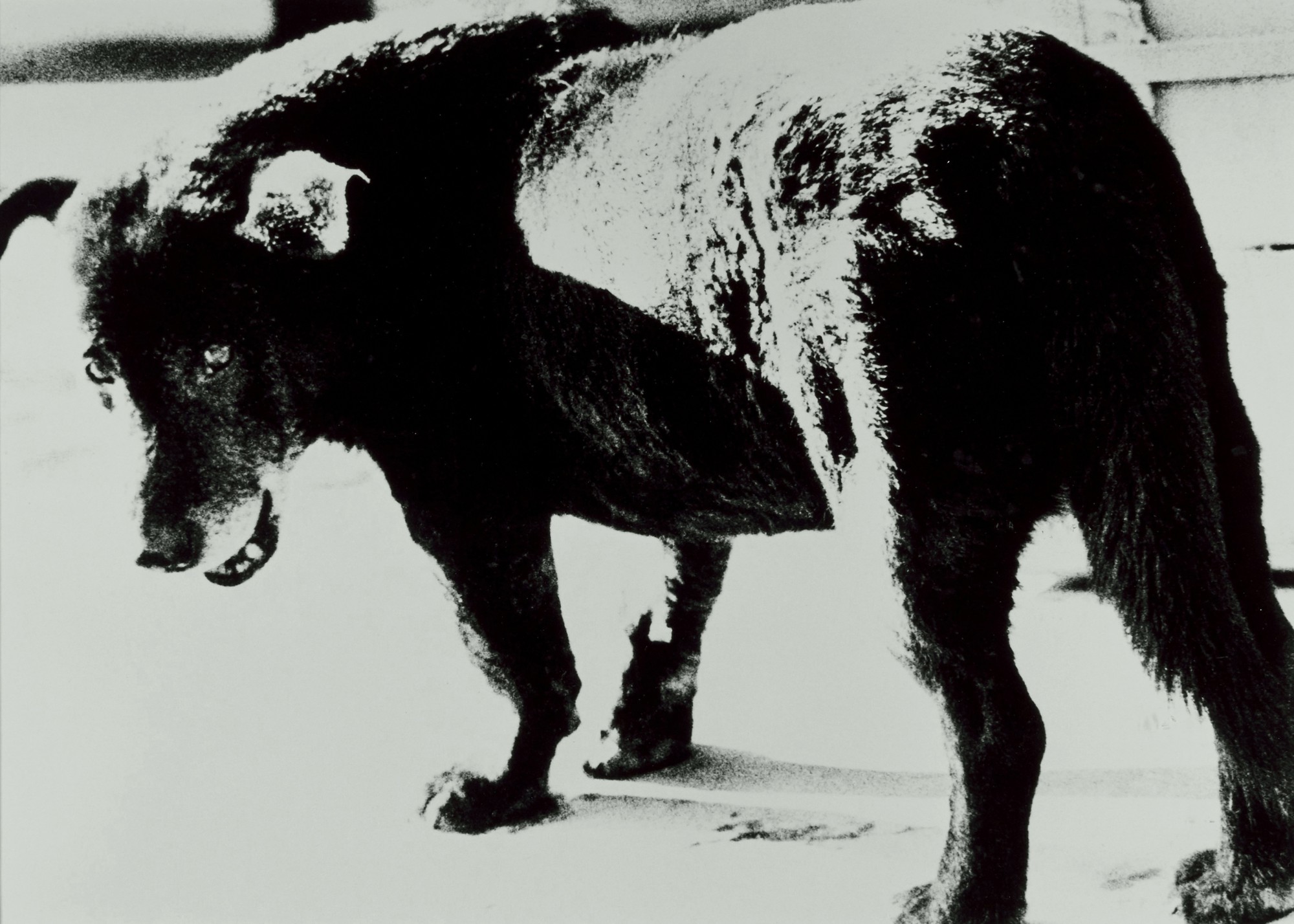 'Misawa (Stray Dog)', 1971