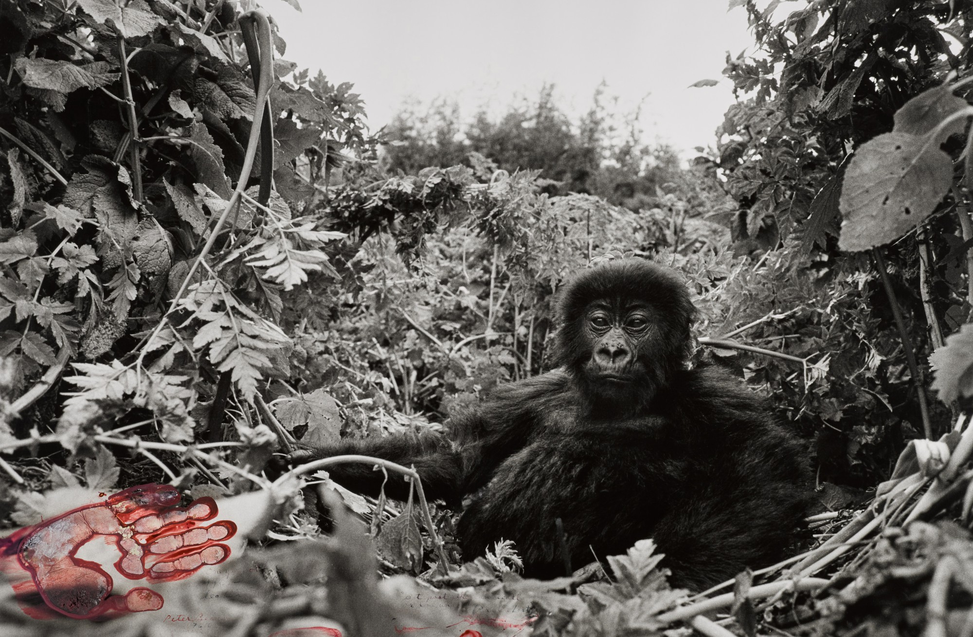 Peter Beard — 'One Year Old Mountain Gorilla, Rwanda,' 1994