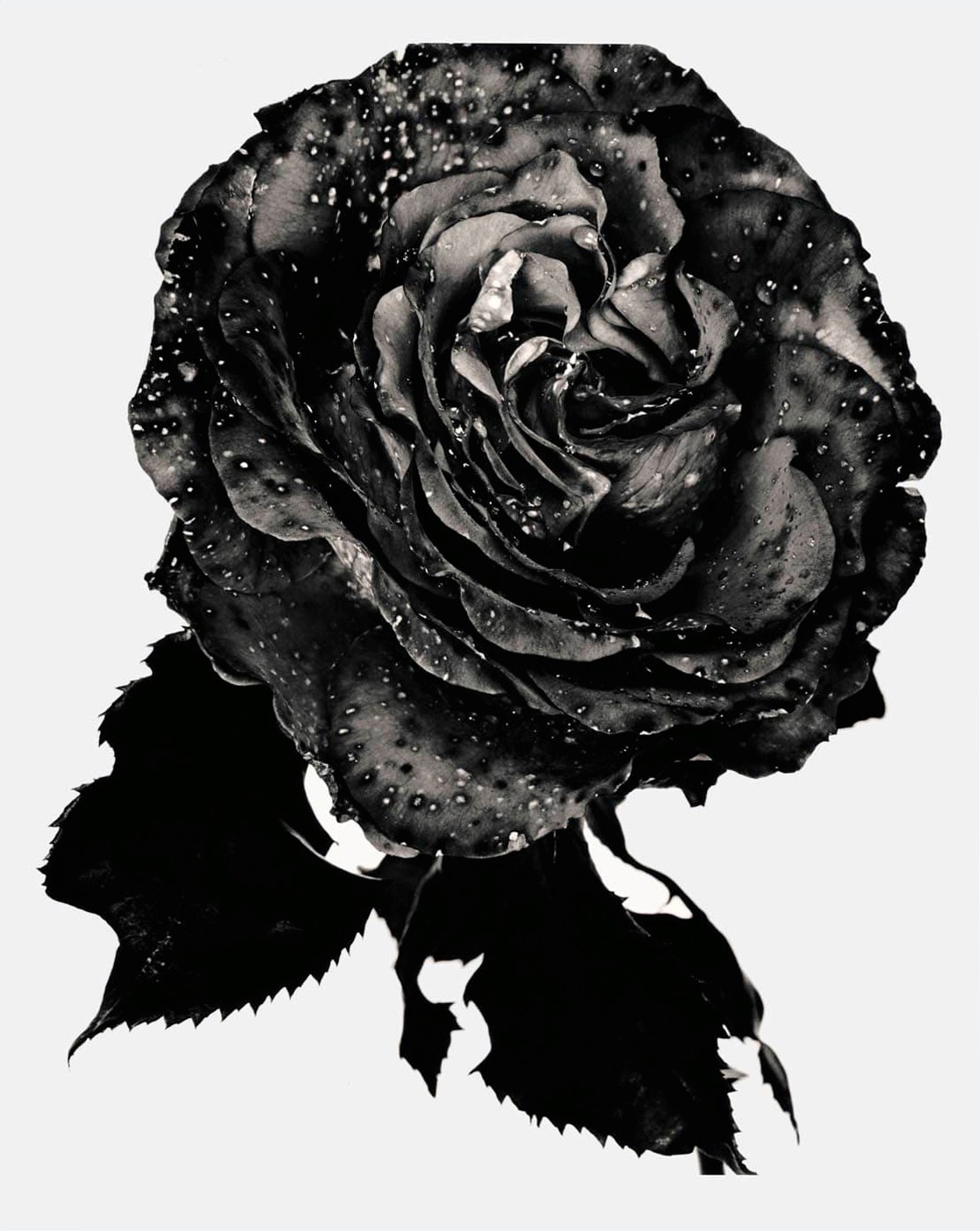 Unknown — 'Black Rose', 1993