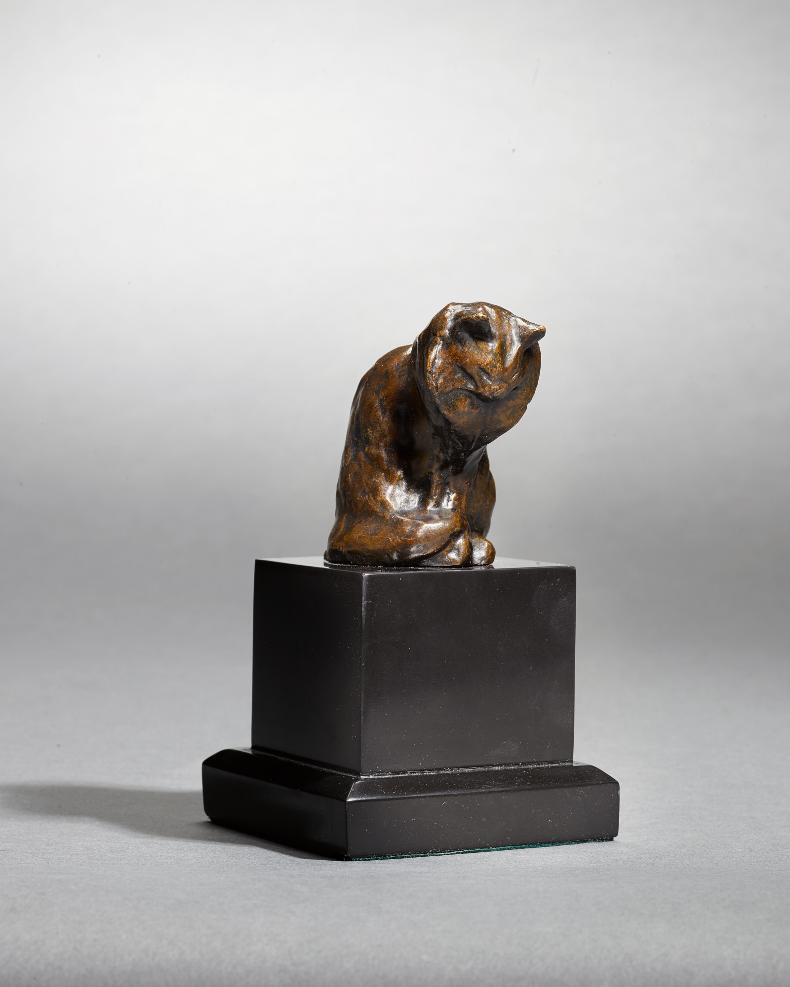 Petit chat Angora assis