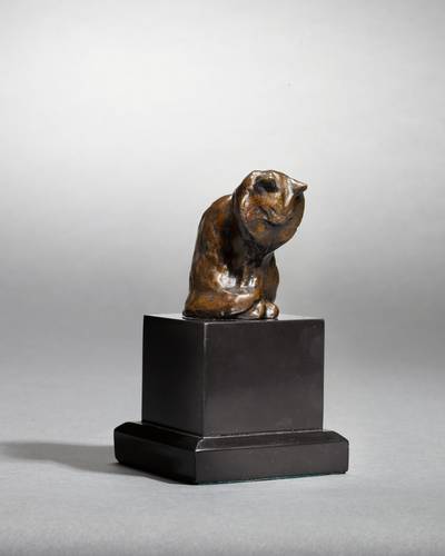 Petit chat Angora assis