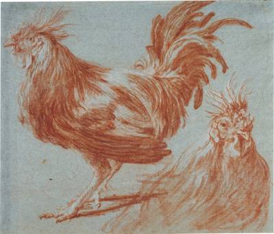 Study of Cockerels