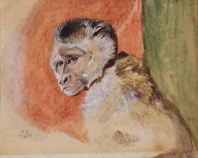 Jacko, a macaque monkey