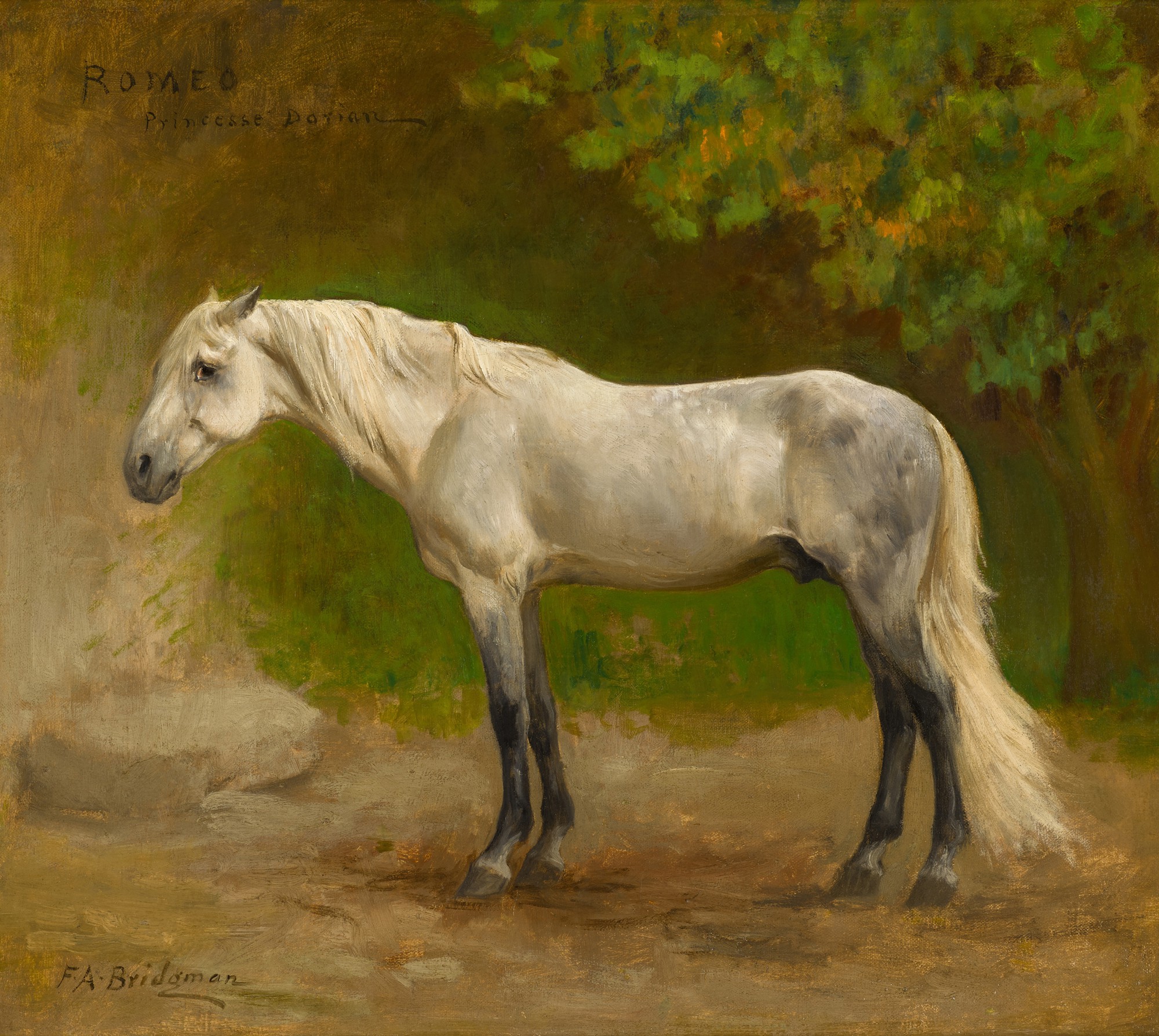 Romeo, an Arabian Stallion in a Landscape