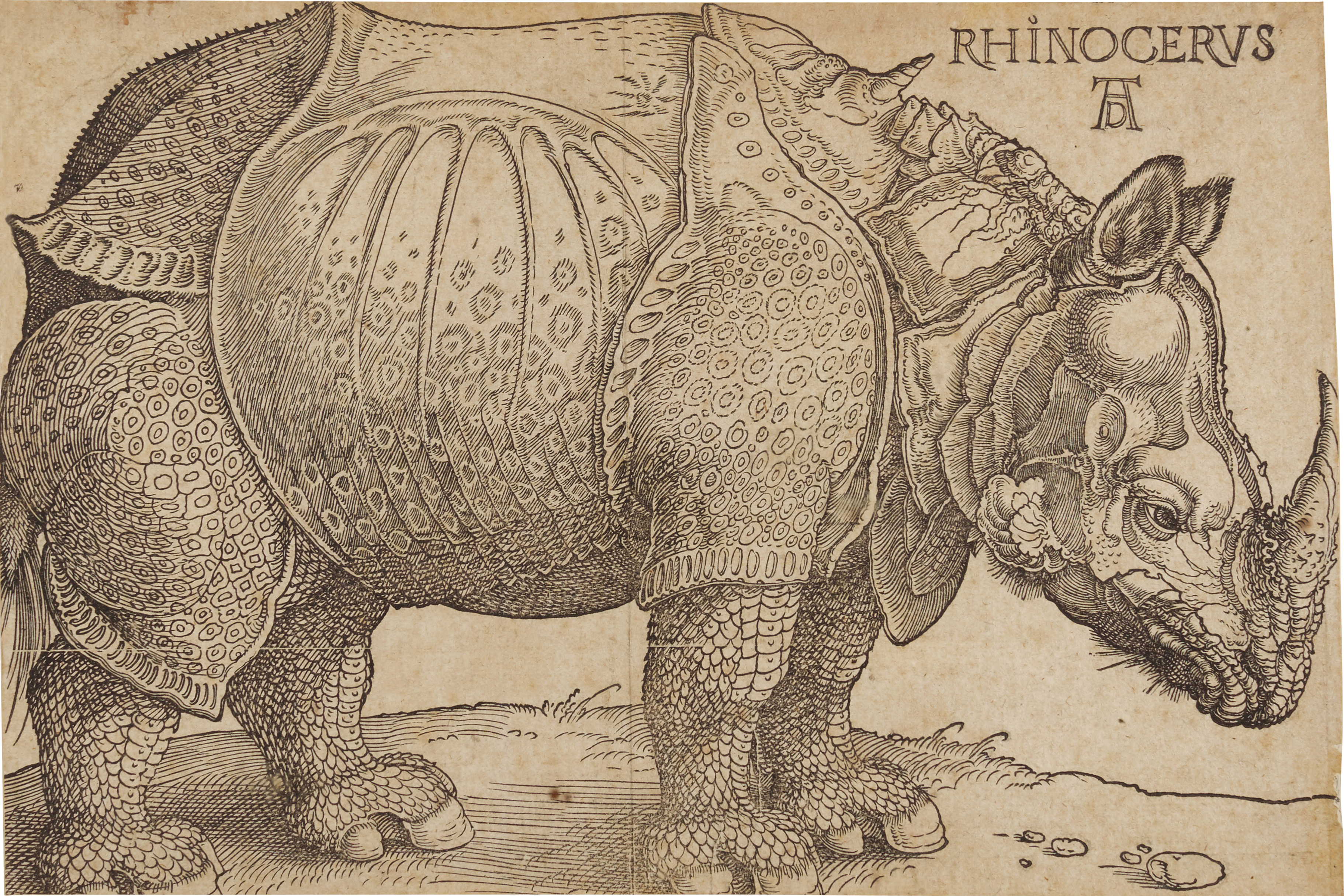 Albrecht Dürer — The Rhinoceros (B. 136; M., Holl. 241)
