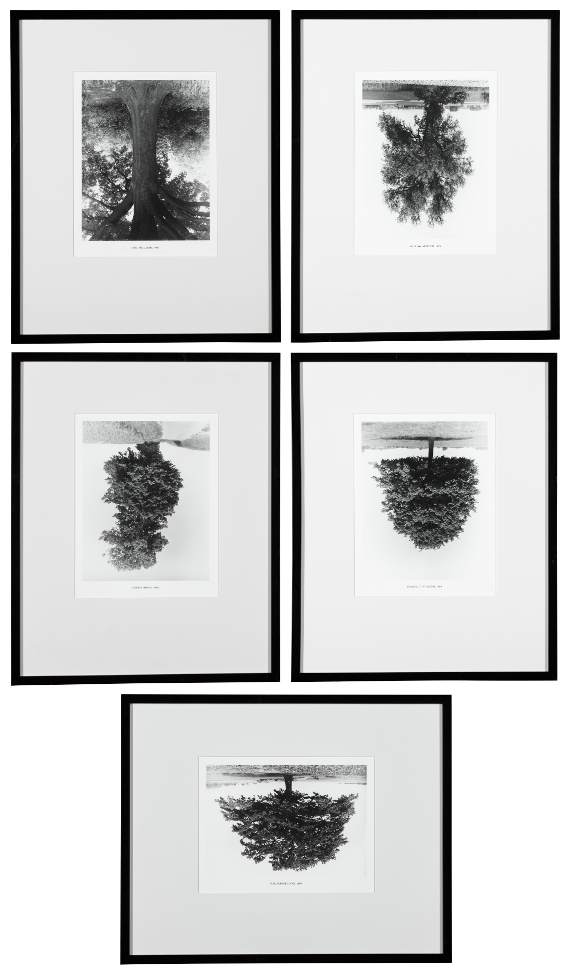 Rodney Graham — Flanders Trees