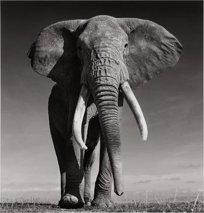 David Yarrow
