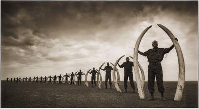 Rangers with Tusks of Killed Elephants, Amboseli