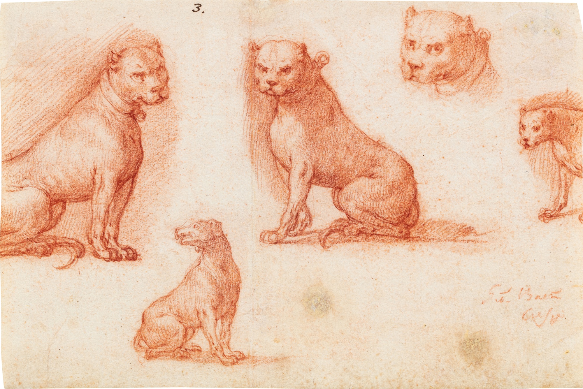 Giovanni Battista Crespi, called il Cerano — Four studies of a mastiff dog and another dog