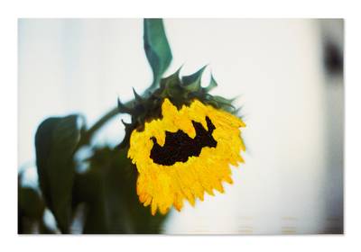 The Sunflower of Onassis