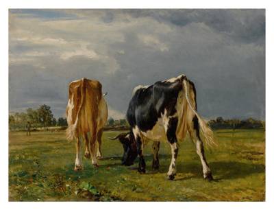 Cows In A Pasture
