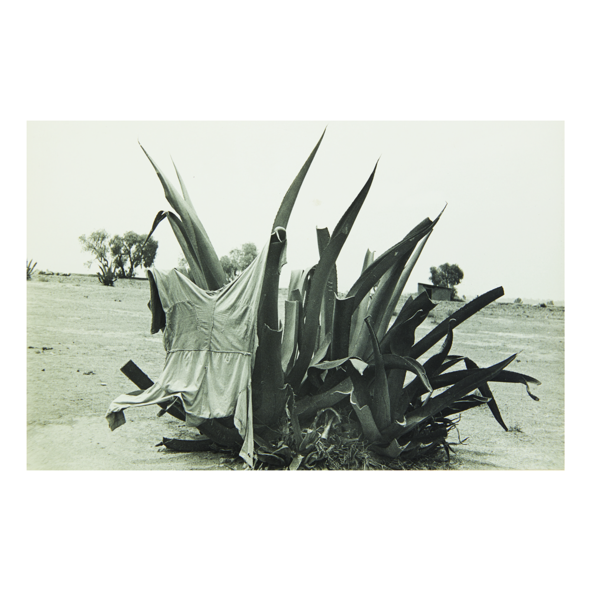 Helen Levitt — 'mexico City' (maguey And Laundry)