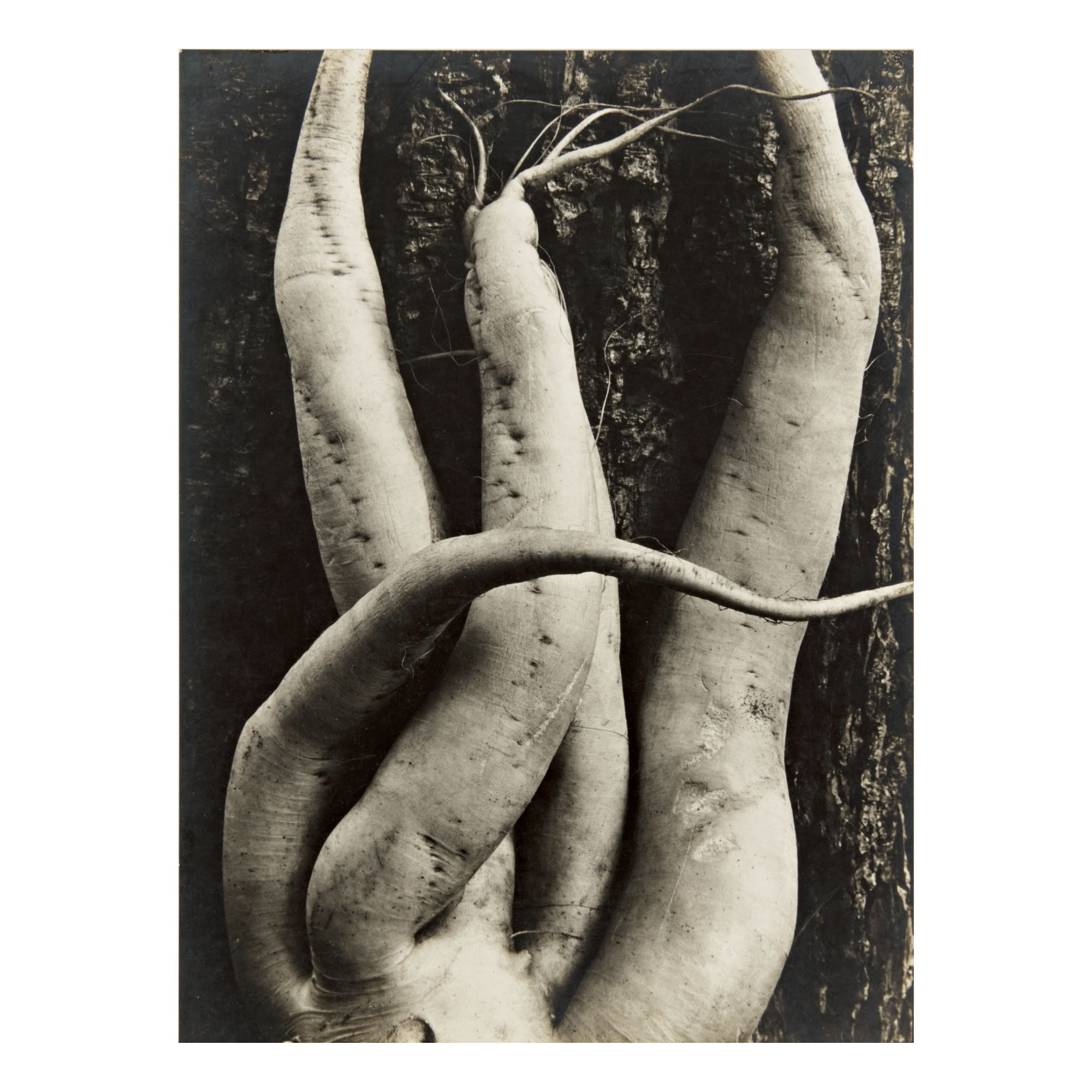 Sonya Noskowiak — 'white Radish'