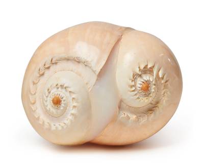 Copulating Shells