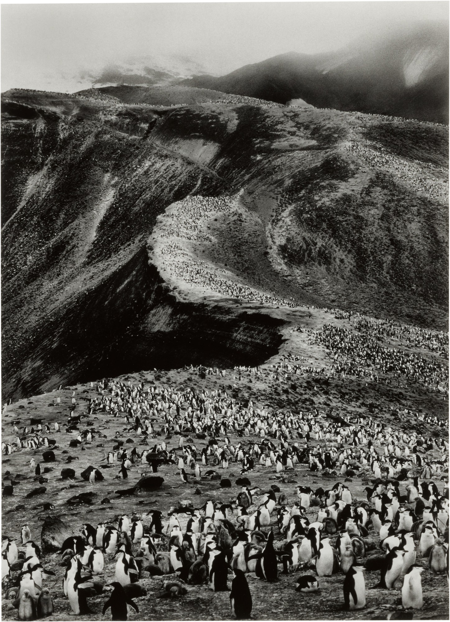 Sebastião Salgado — Chinstrap Penguins (Pygoscelis Antarctica), Deception Island, Antarctica (from Genesis)