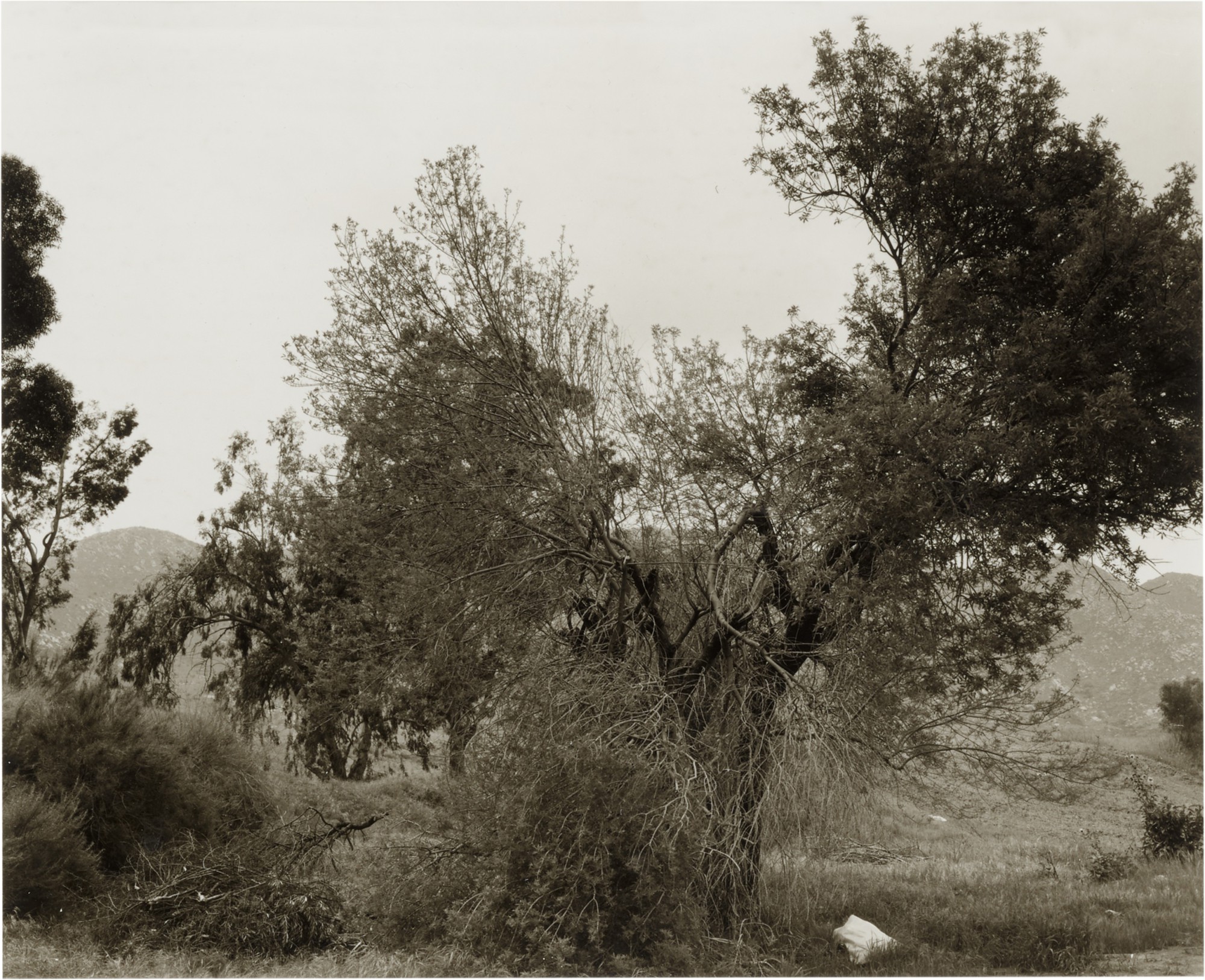 Robert Adams — 'Broken Trees Next to Box Springs Mountains, East of Riverside, California'