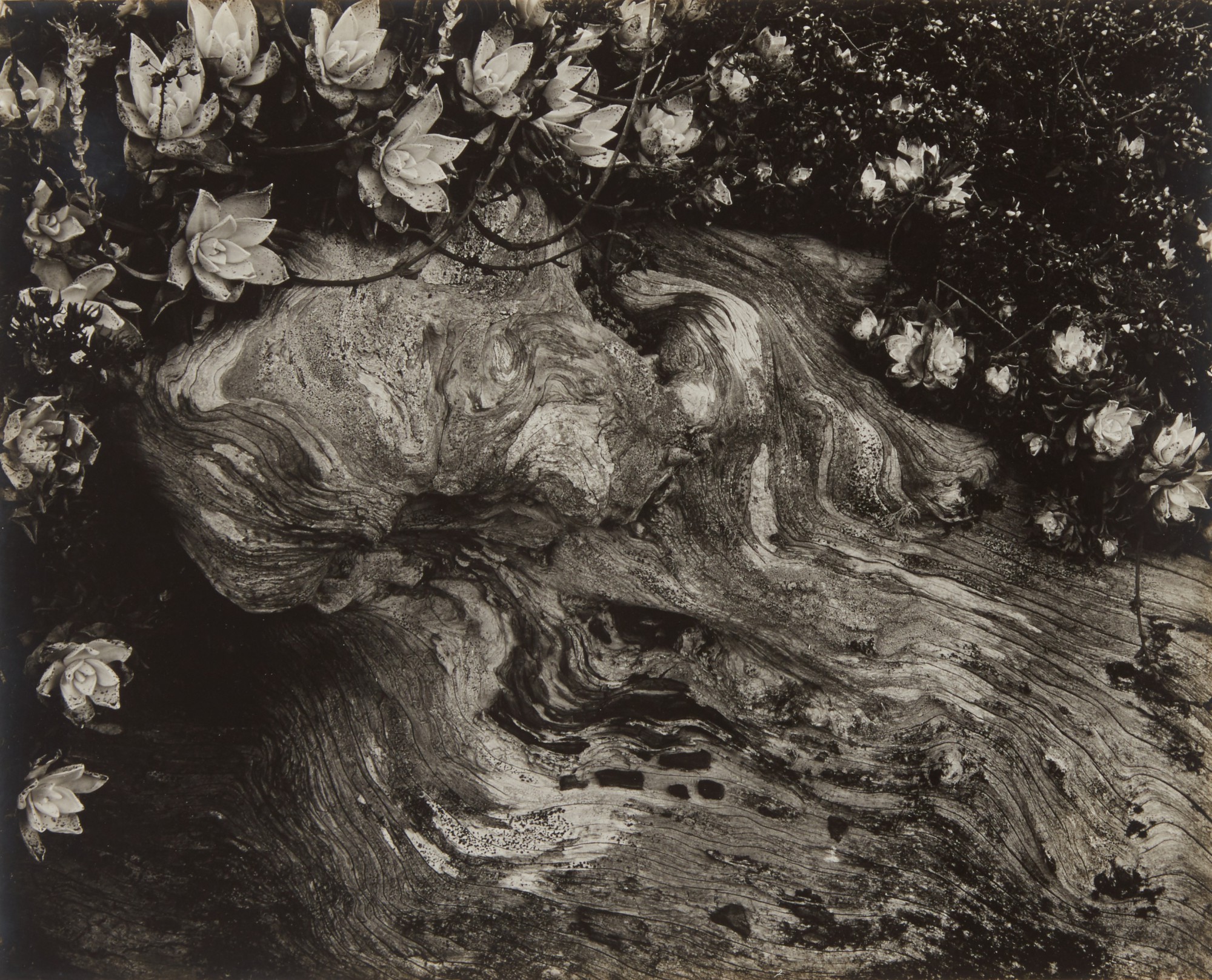 Edward Weston — 'Cypress Root & Succulents'