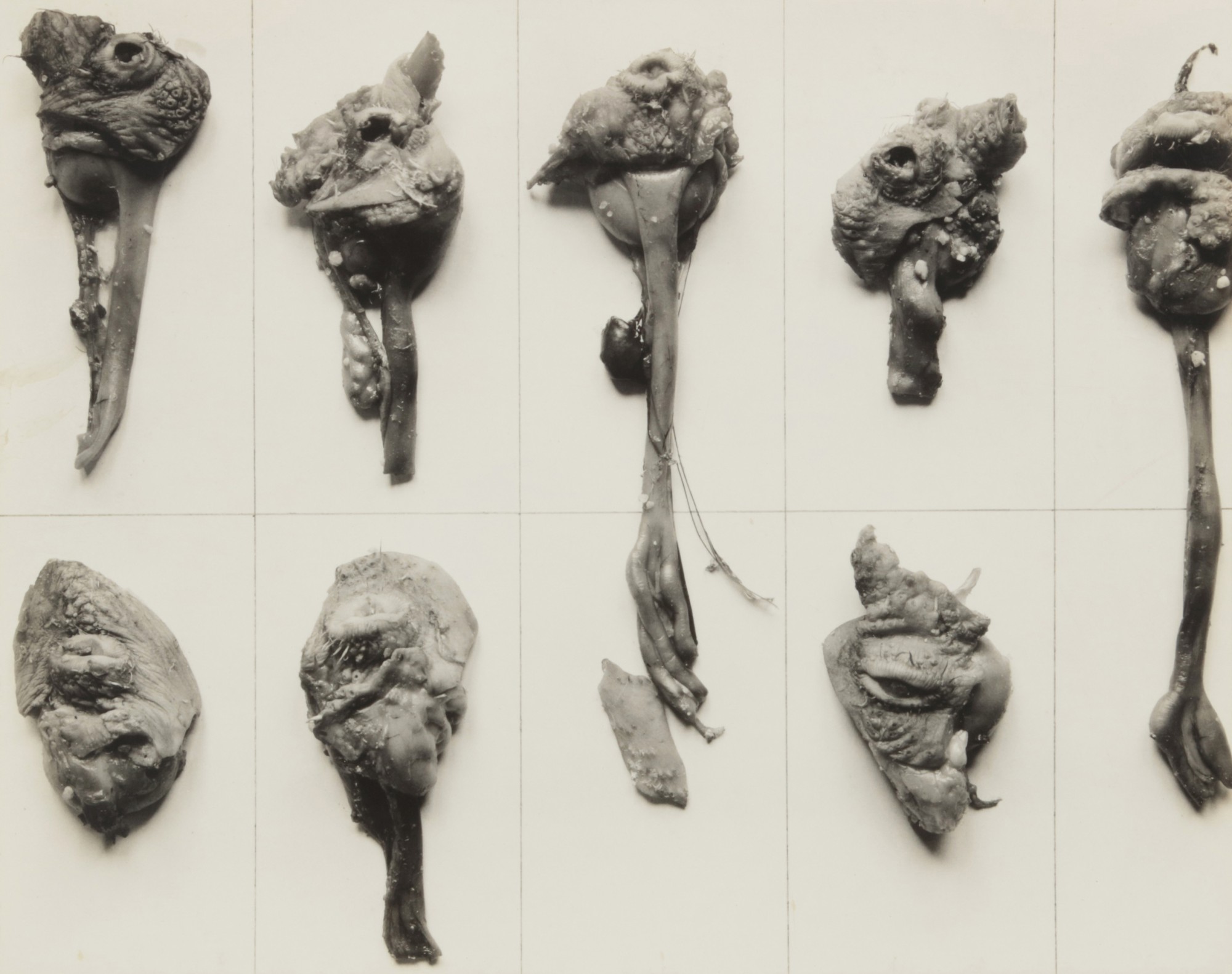 Frederick Sommer — 'Chicken Entrails #7A' (Eight Young Roosters)