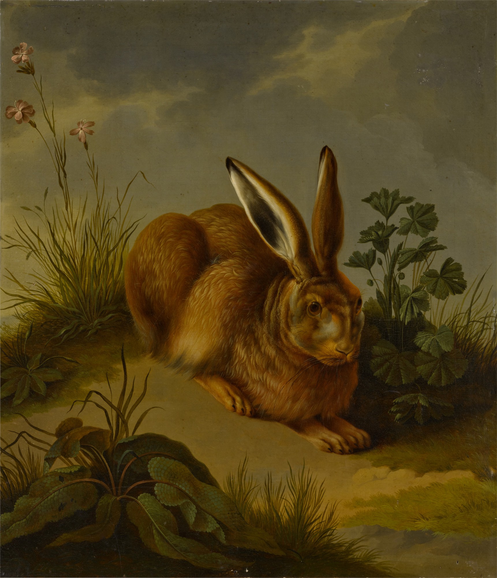 Unknown — A hare among plants and grasses