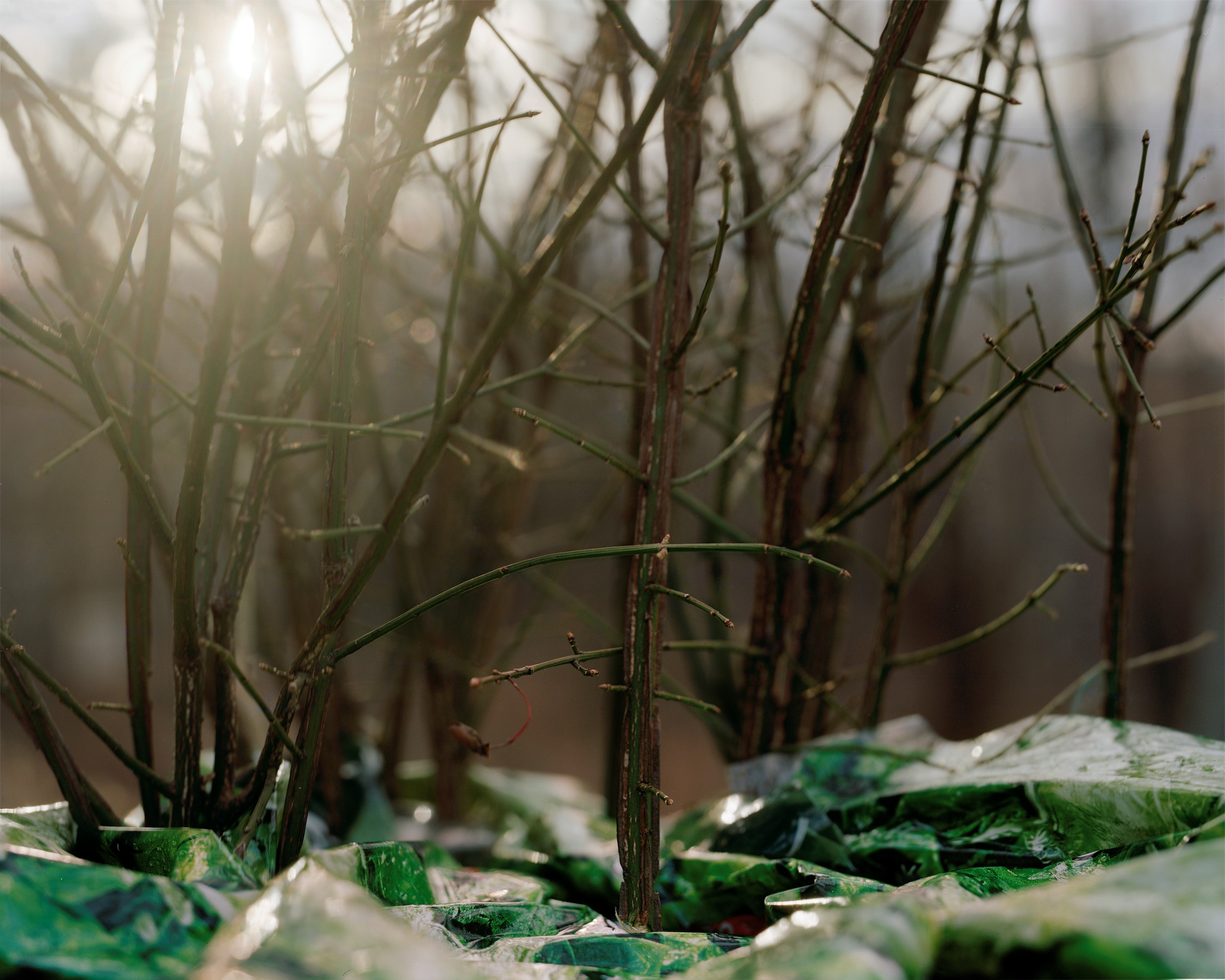 Allison Grant — Spring Forest, 2010 