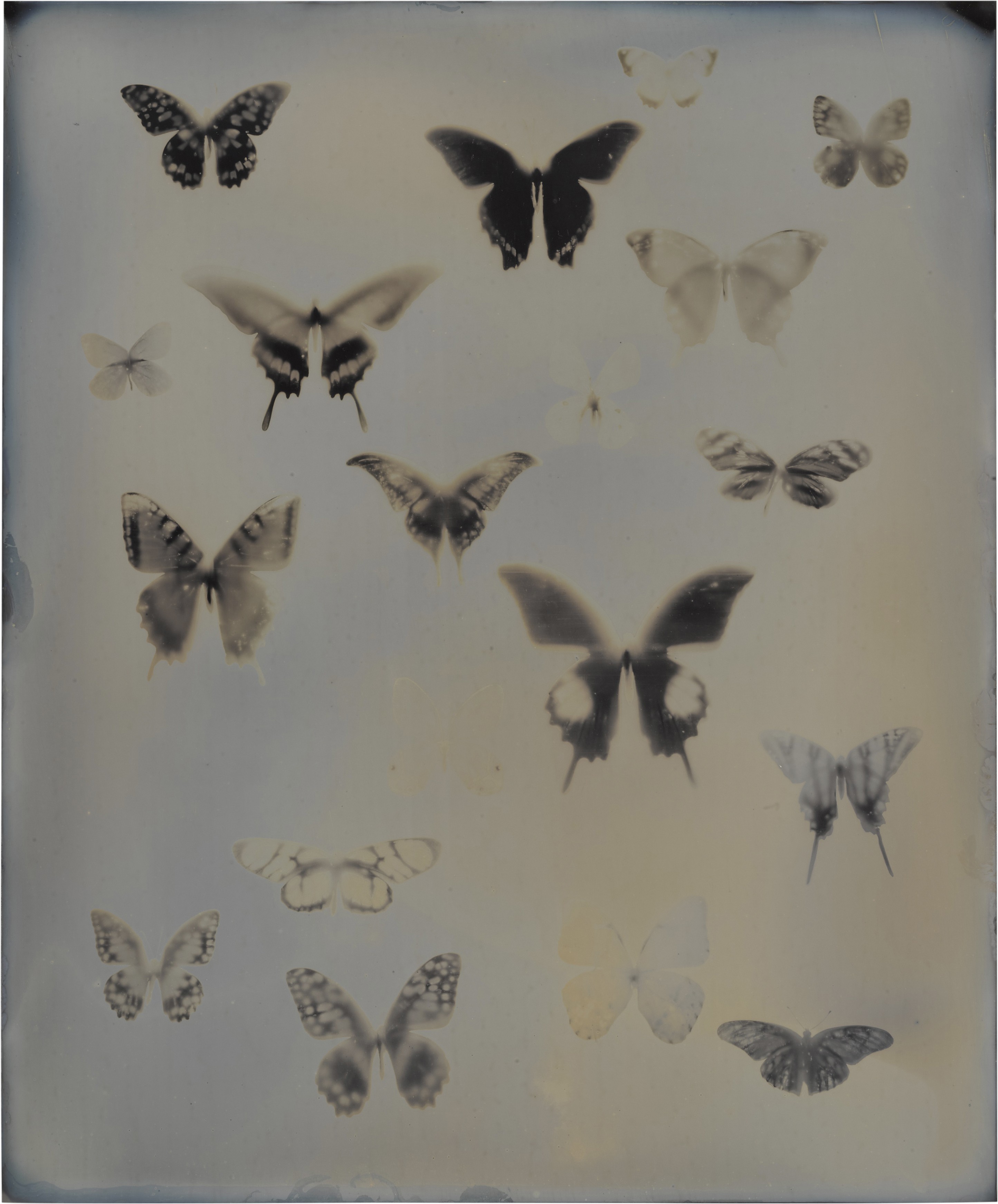 Adam Fuss — Untitled (from My Ghost)