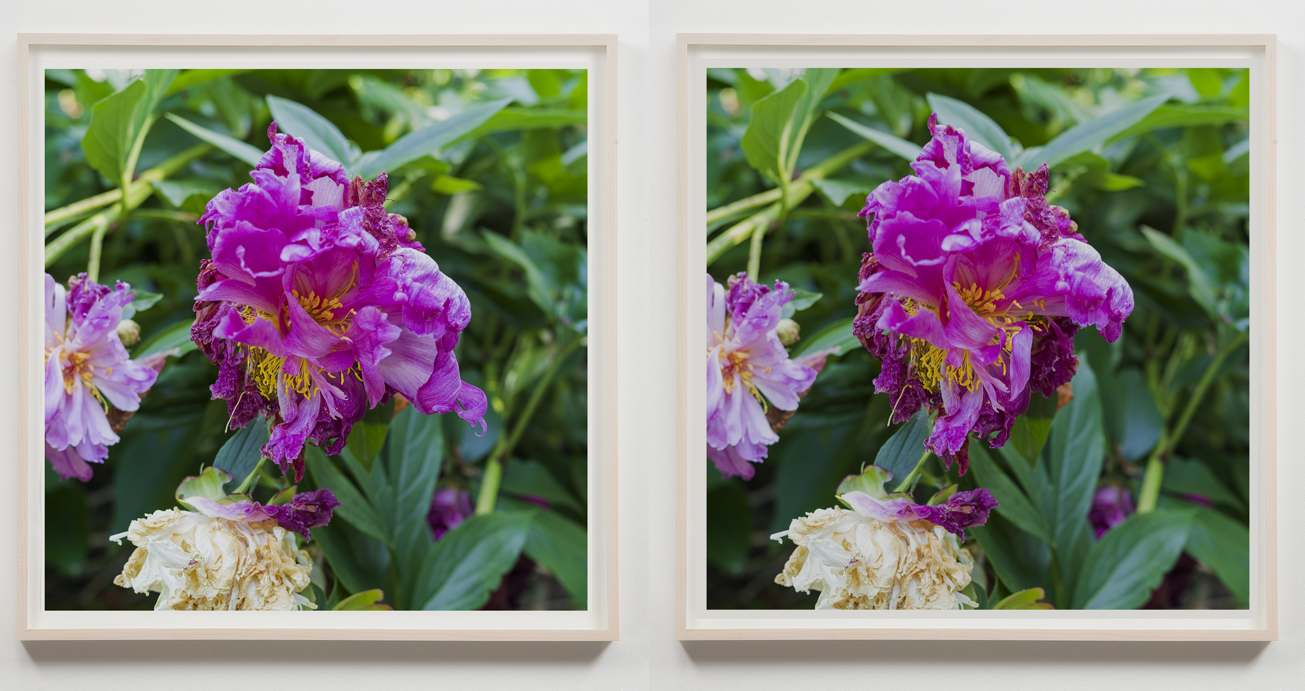 Two Petals Fall (After Masaoka Shiki)  