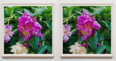 Two Petals Fall (After Masaoka Shiki)  