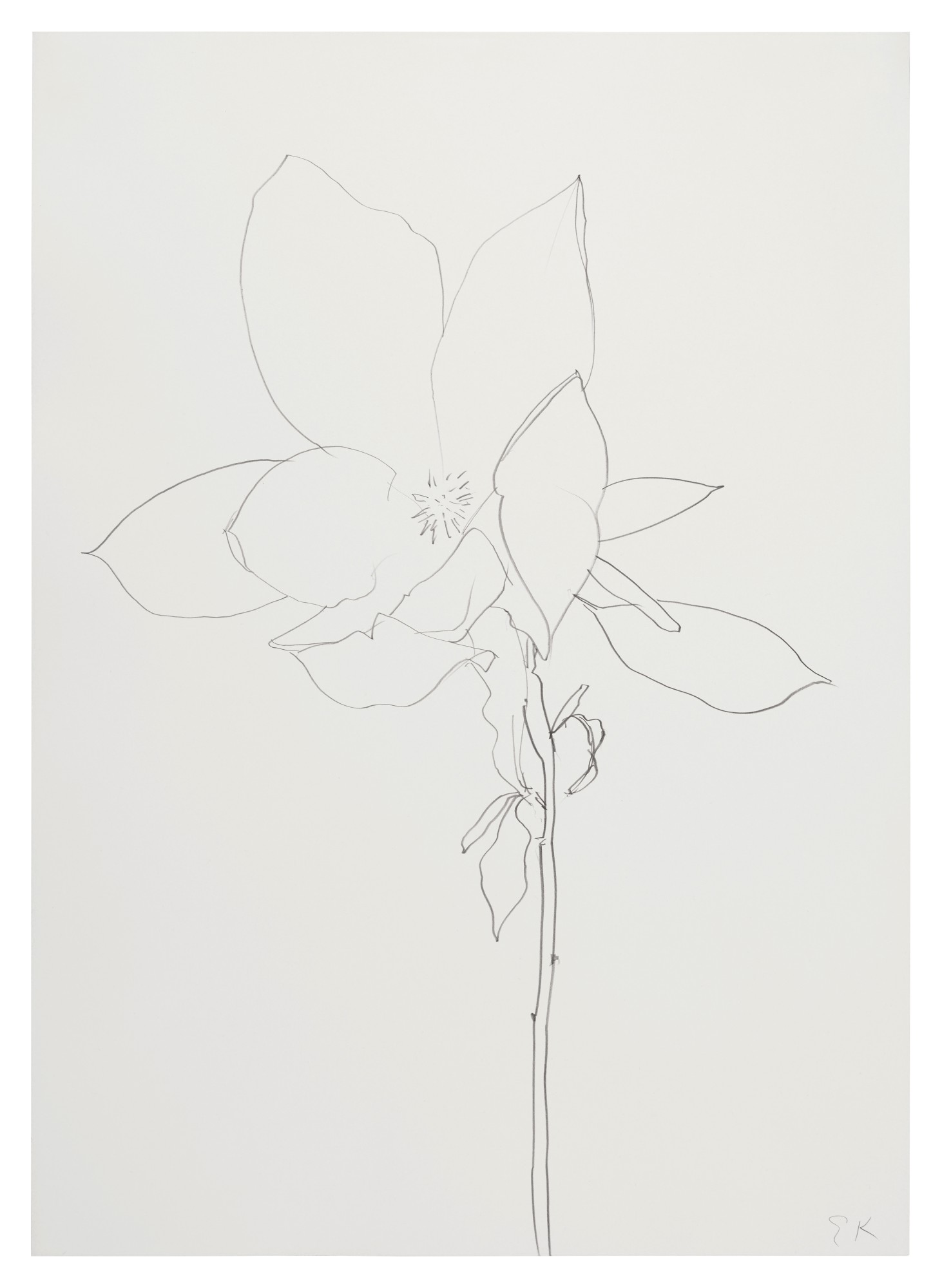 Ellsworth Kelly — Magnolia