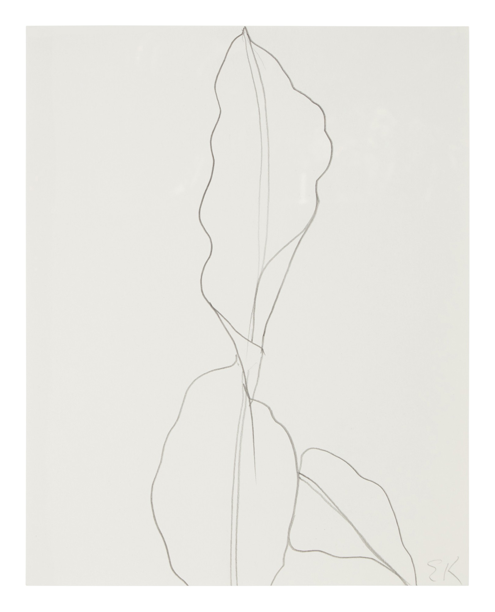 Ellsworth Kelly — Banana Leaves