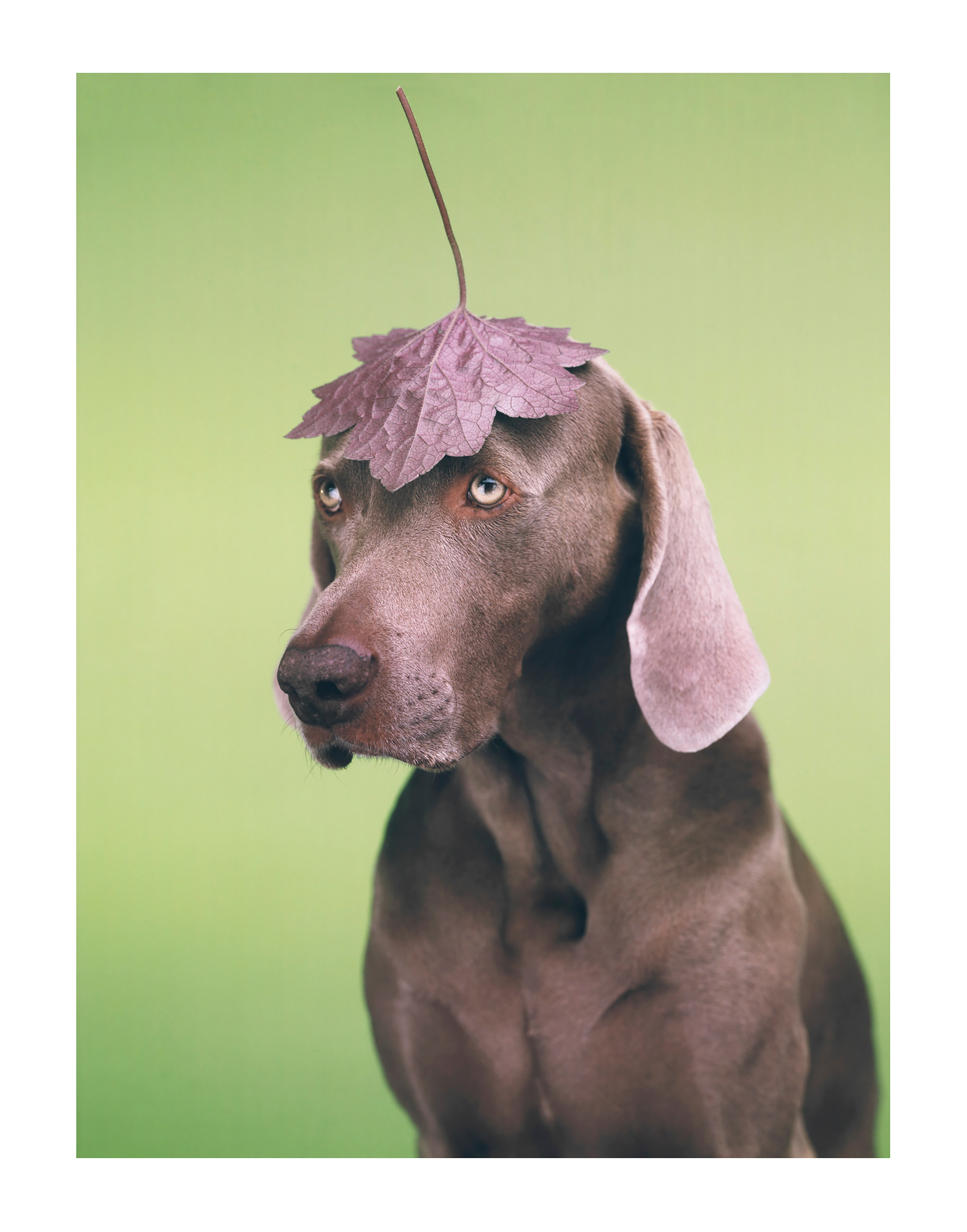 William Wegman — Lid
