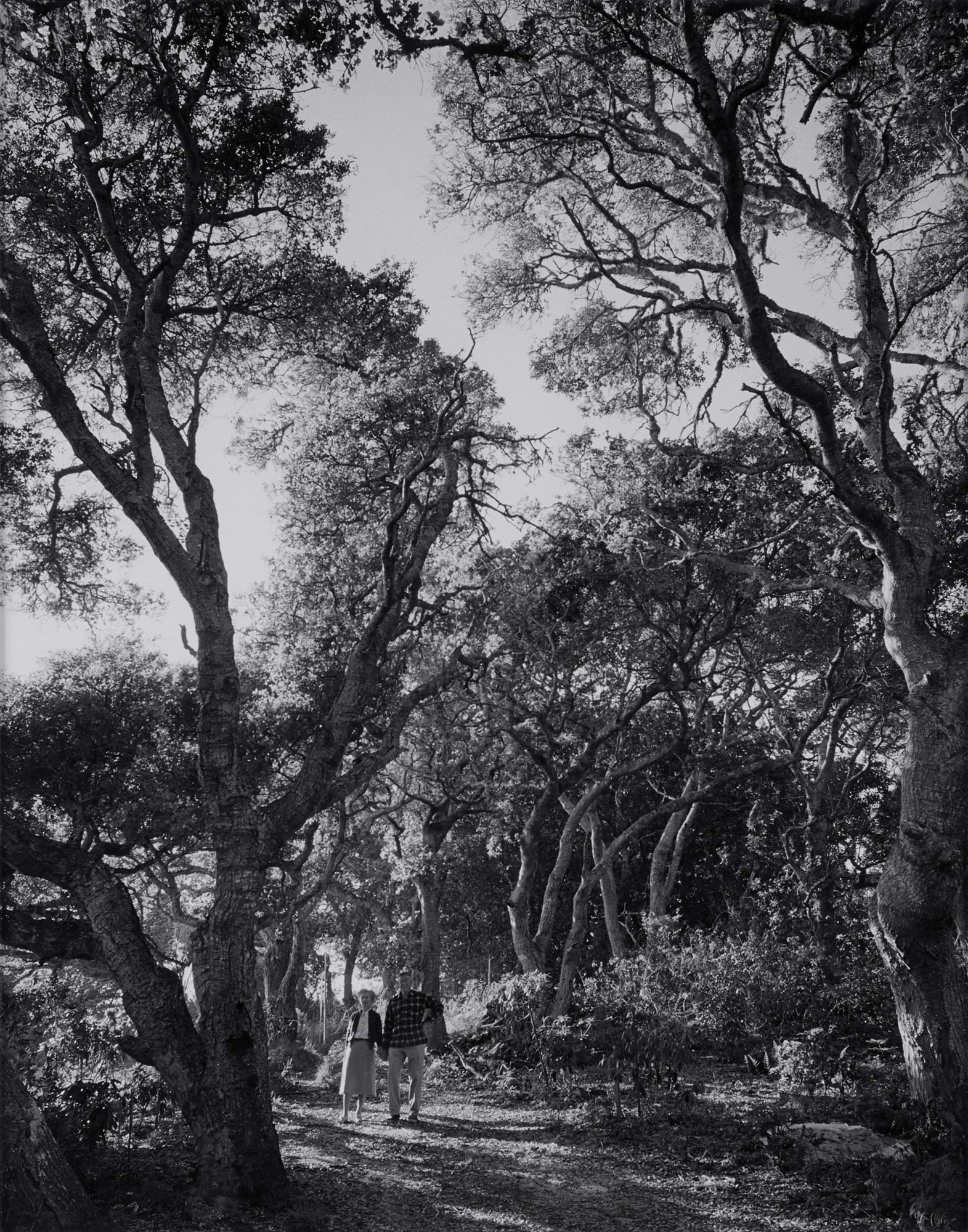 Ansel Adams — 'Big Sur' (Mr. and Mrs. William E. Colby, Coastlands, Monterey County Coast)