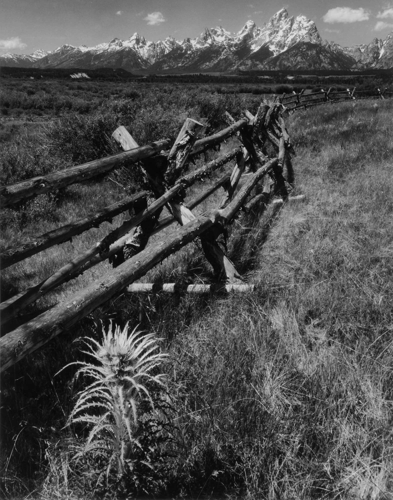 Ansel Adams — Rail Fence, Tetons