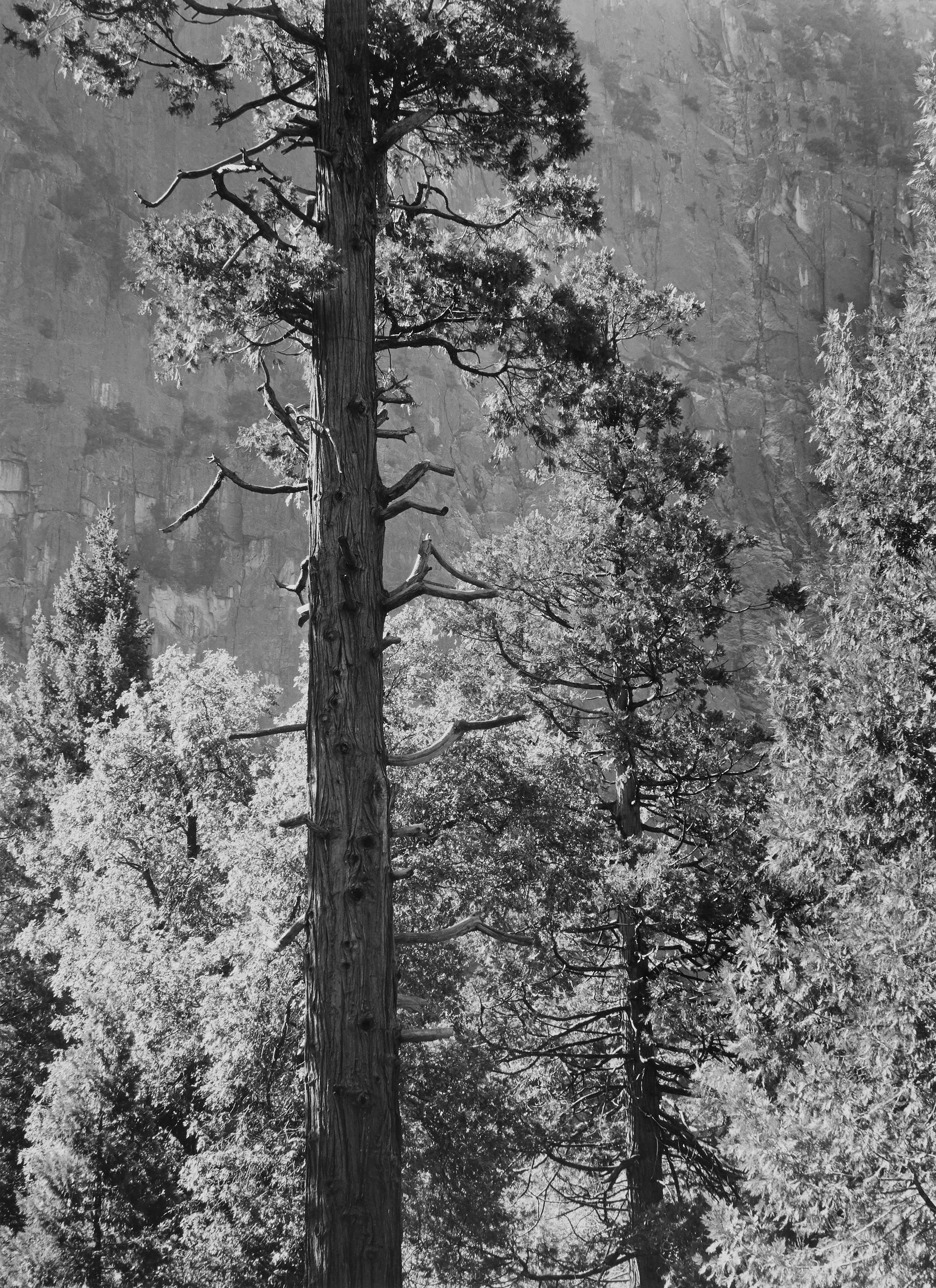 Ansel Adams — 'Cedar Tree, Cliffs, Yosemite Valley, California'