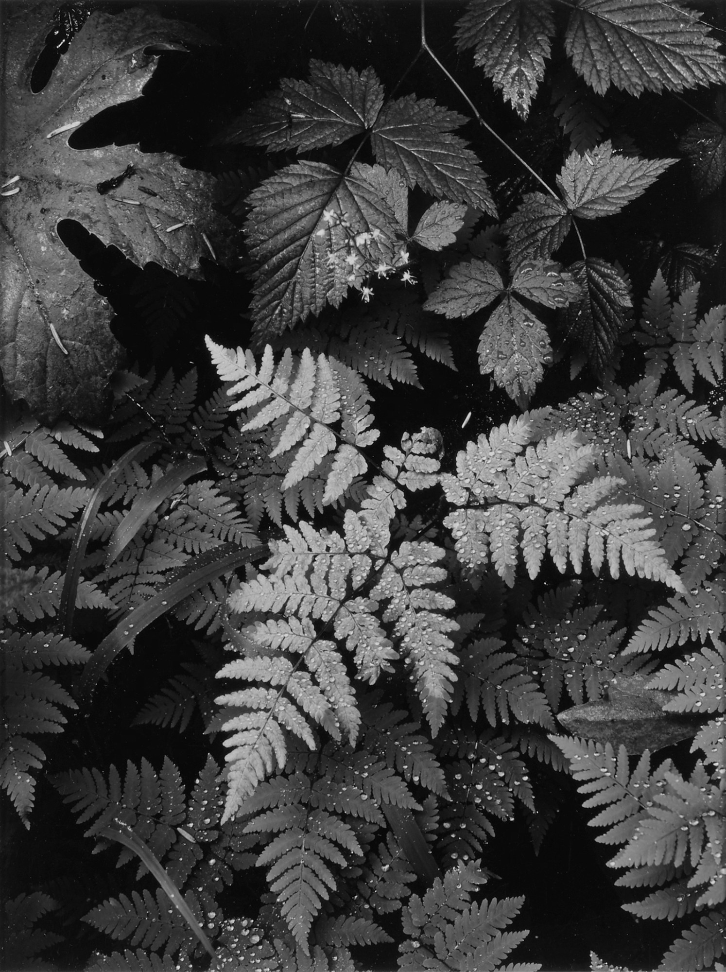 Ansel Adams — Forest Detail, Mount Rainier National Park, Washington