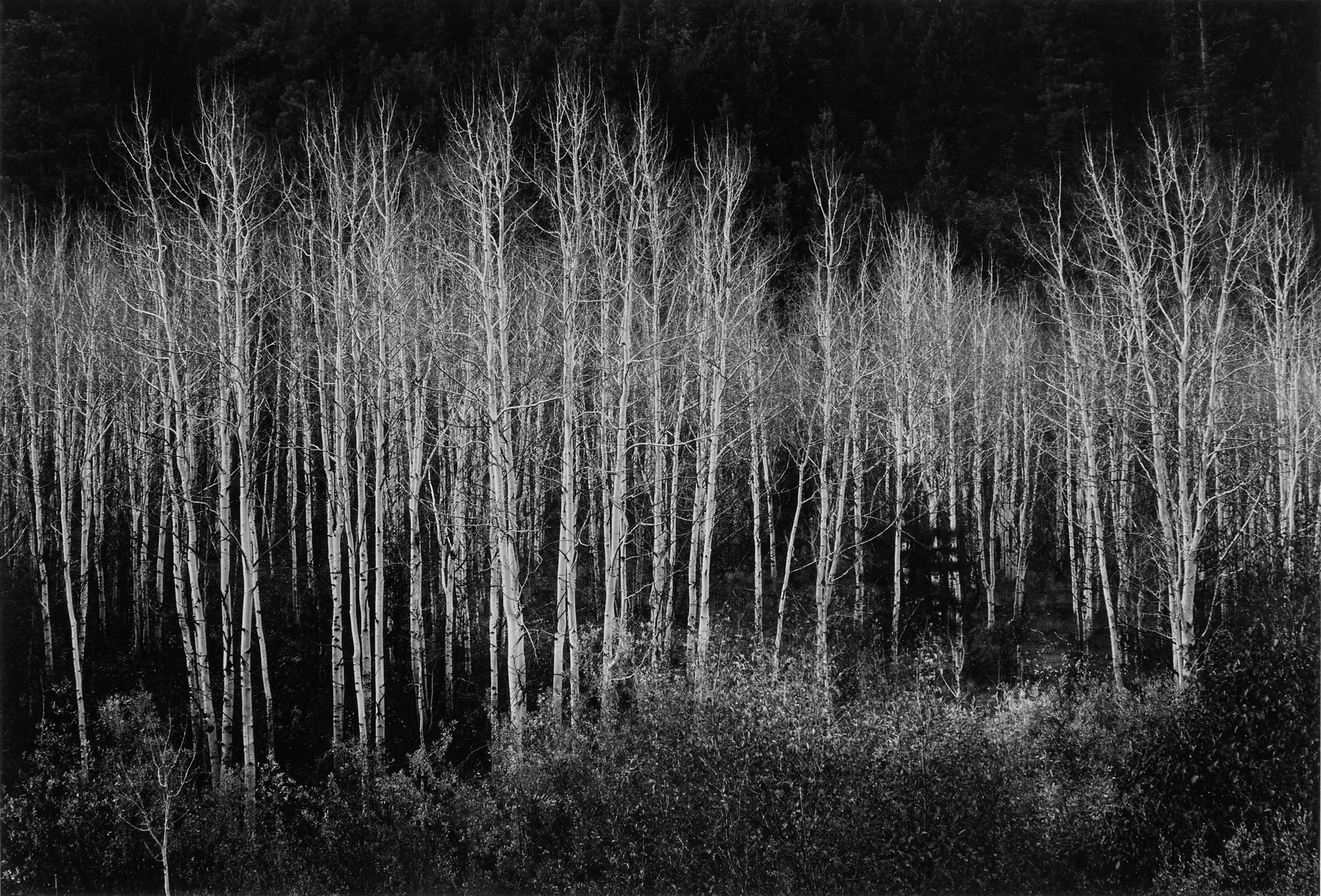Ansel Adams — 'Aspens, Dawn, Dolores River Canyon, Colorado'