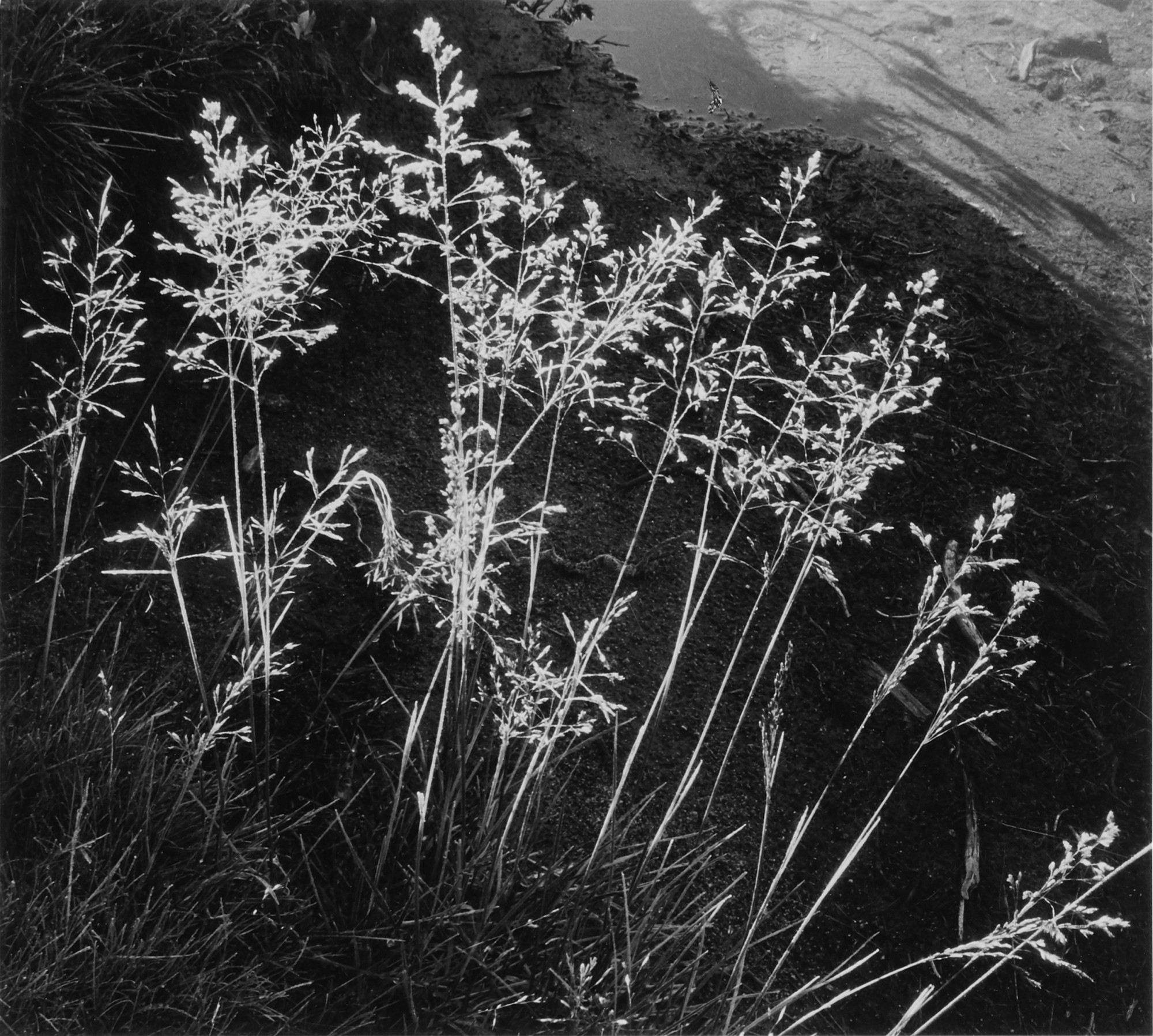 Ansel Adams — Grass Above Beach