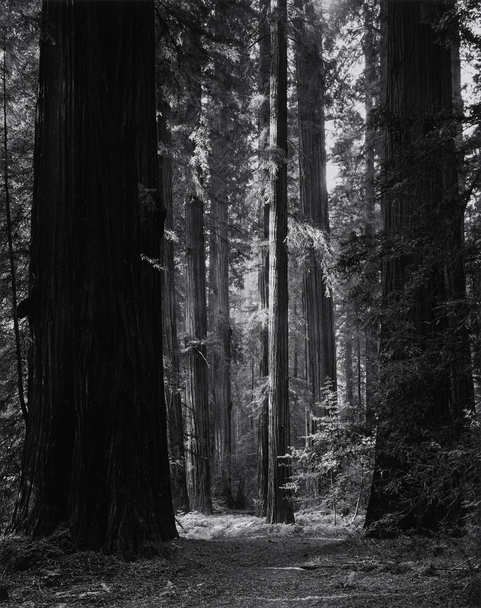 Ansel Adams — 'Redwoods'
