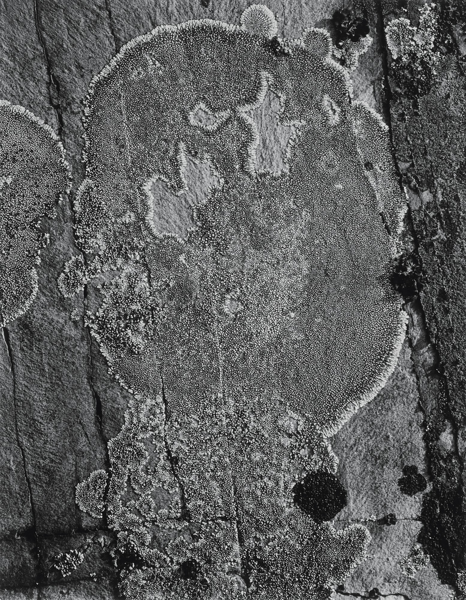 Ansel Adams — 'Lichen on Stone, Glacier National Park'
