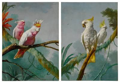 A pair of leadbeater's cockatoos and a pair of sulphur-crested cockatoos