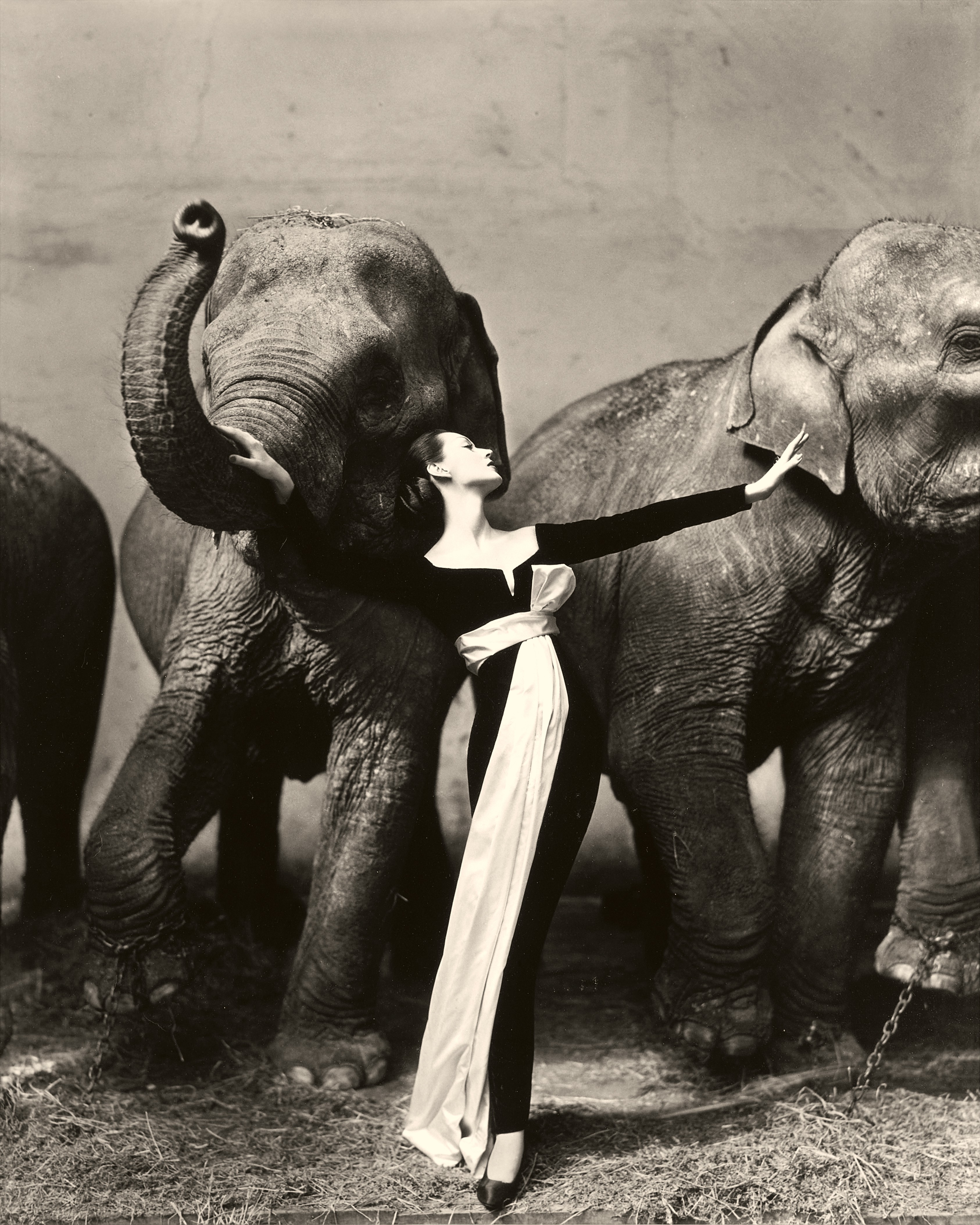 Richard Avedon — 'Dovima with elephants,  Evening dress by Dior, Cirque d'Hiver, Paris, August 1955'