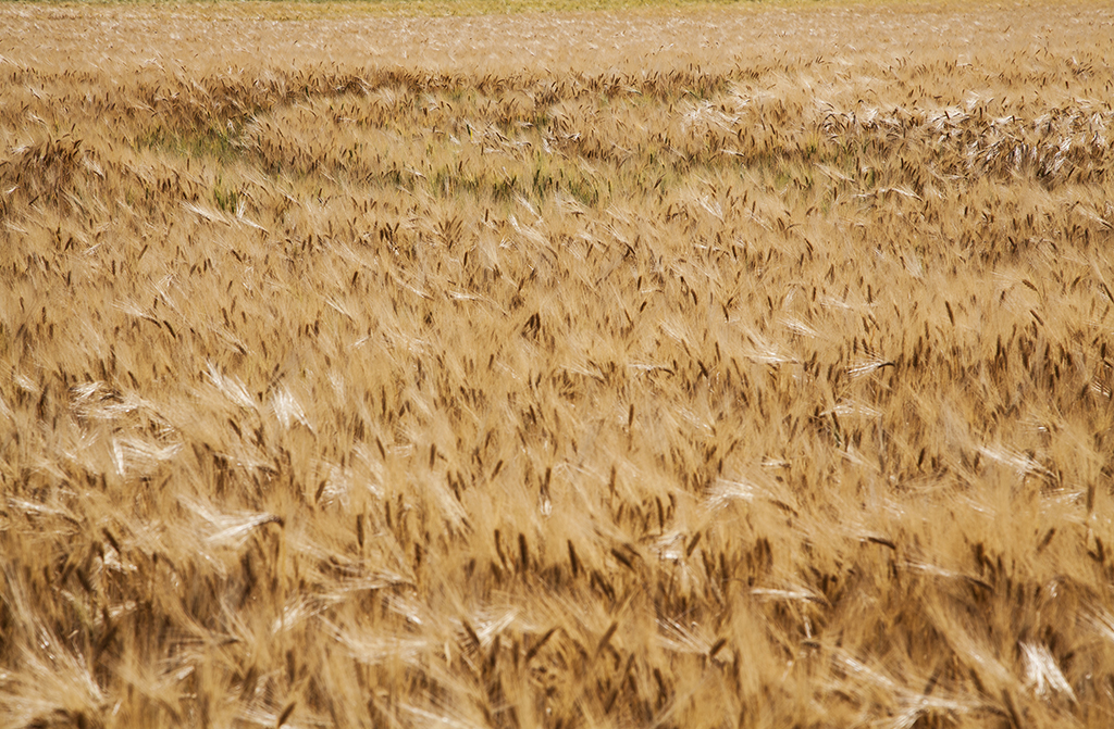 Barbara Diener — Marks on Wheat Field