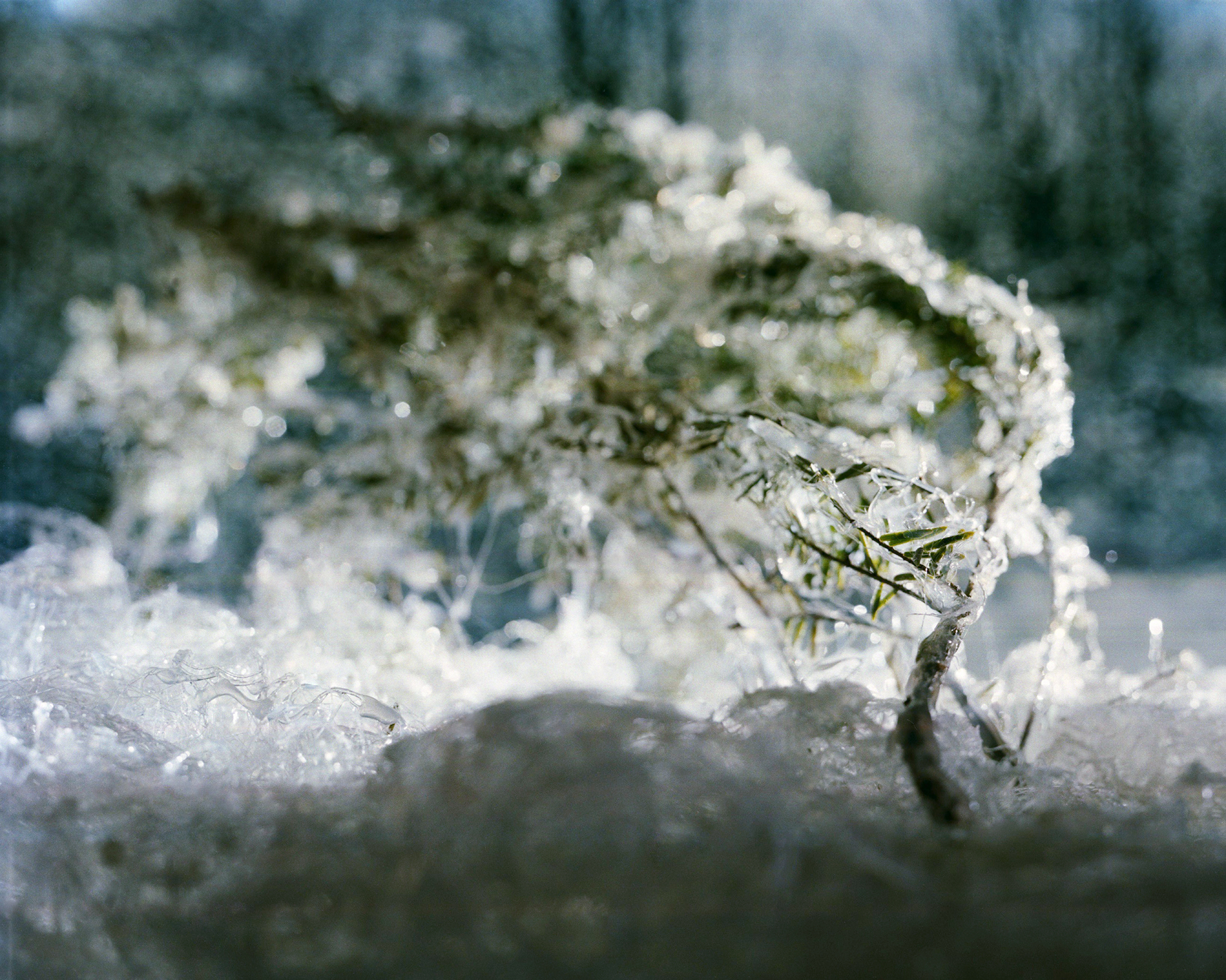 Allison Grant — Winter Scene