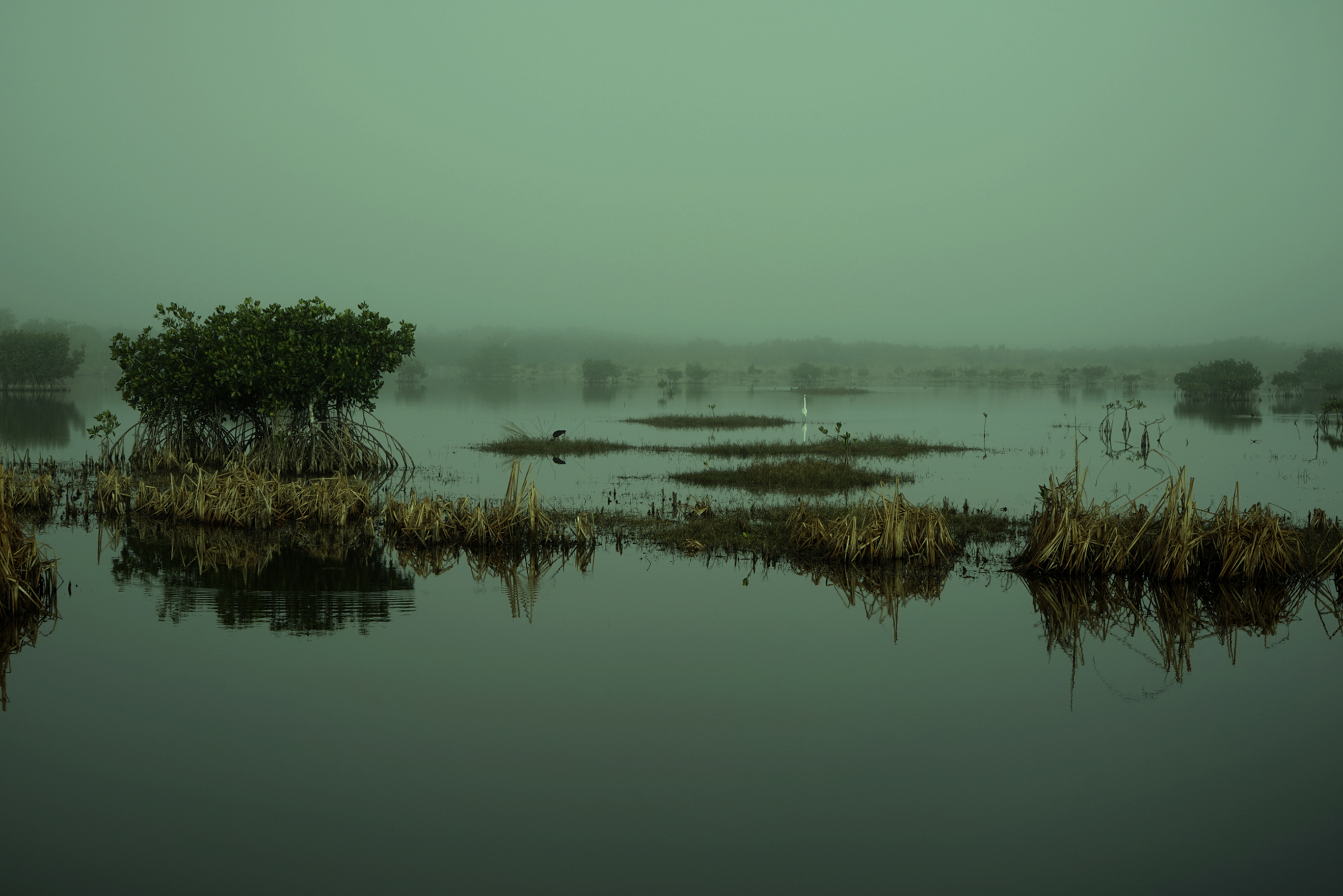 Alice Hargrave — Tracing Audubon, Mangroves, Great Egrets, Little Blue Herons