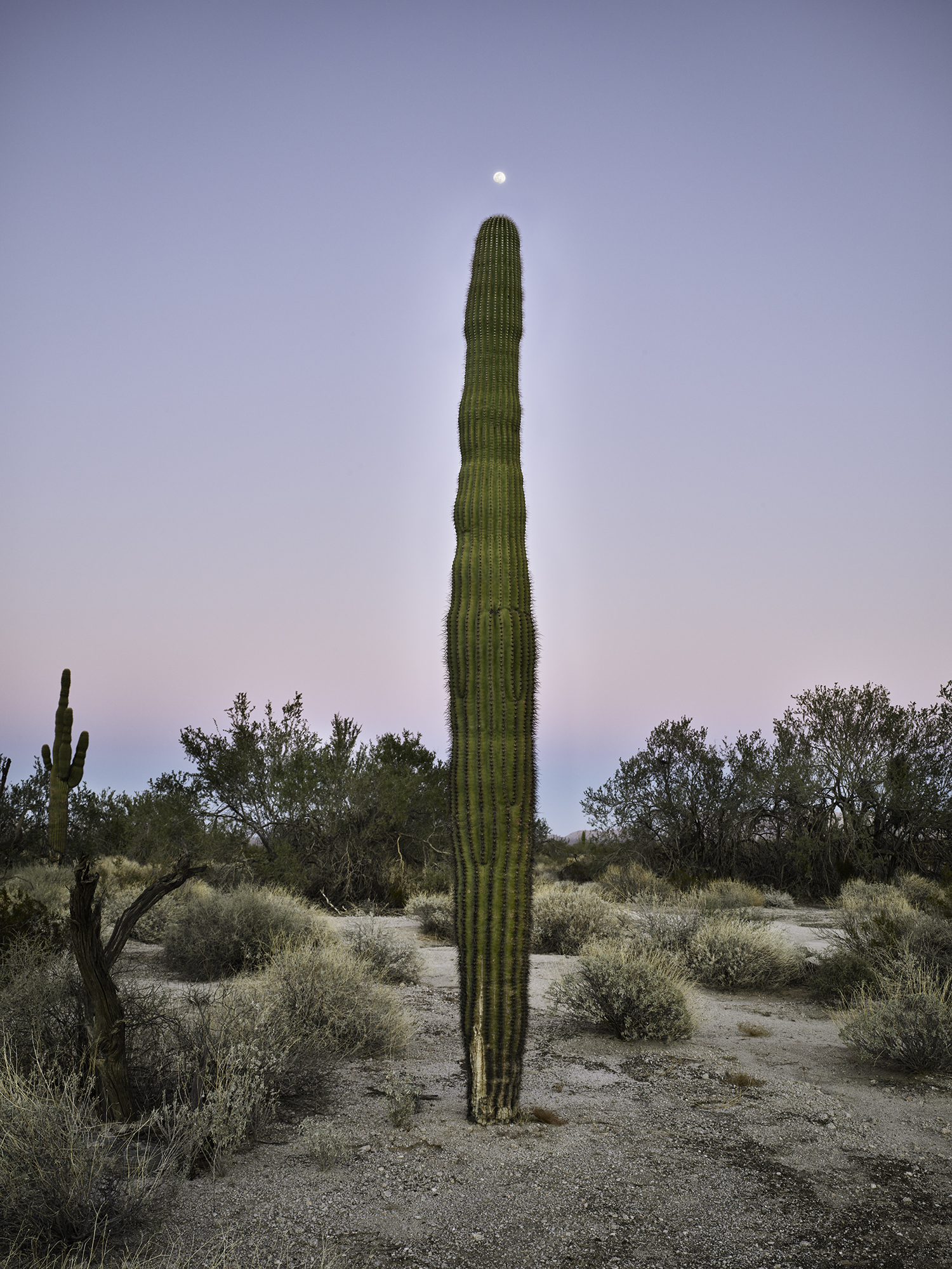Saguaro with moon at top, Gila Mountains
