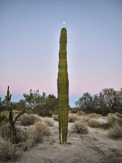 Saguaro with moon at top, Gila Mountains