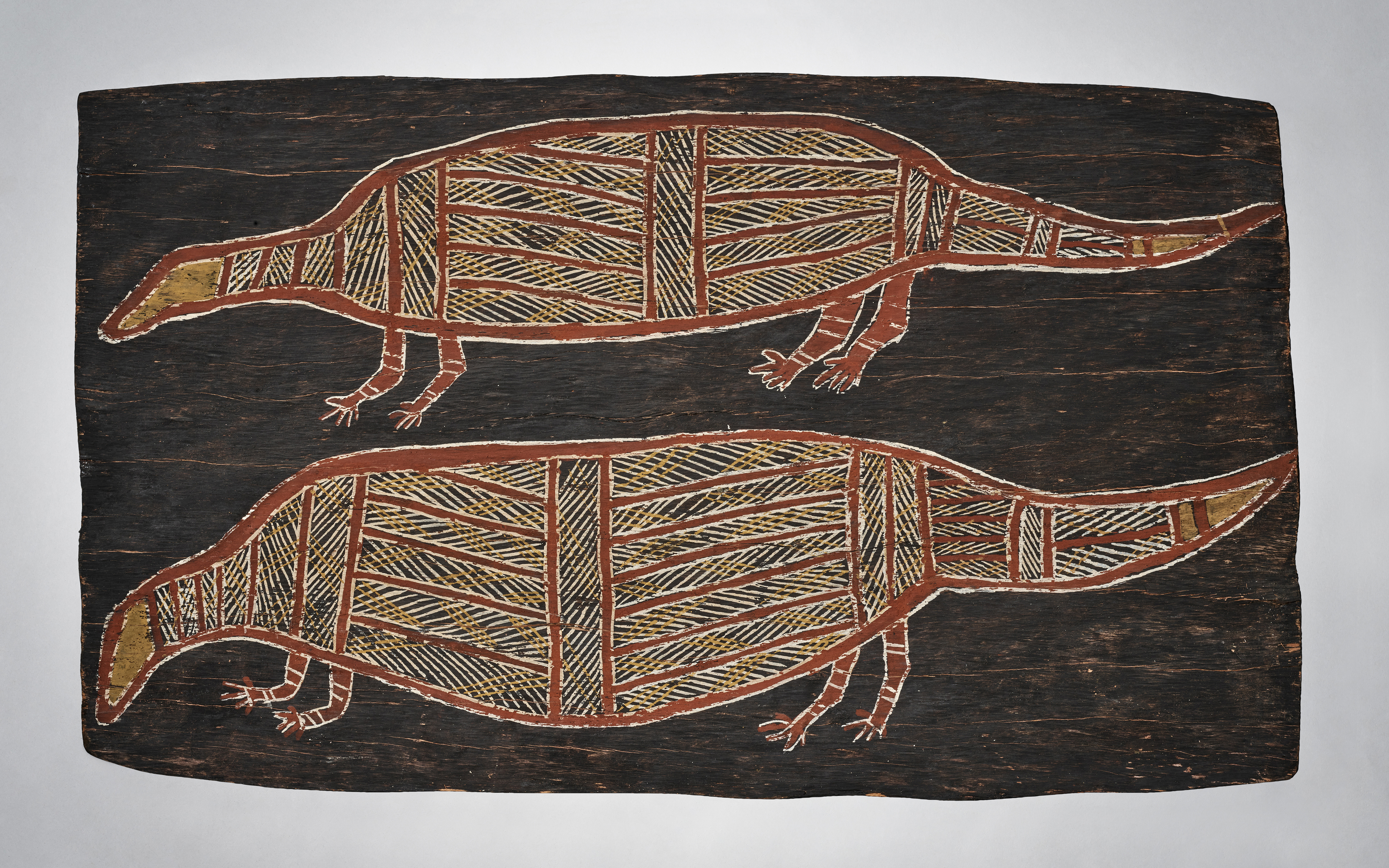 Two Goannas (Lizards), Groote Eylandt, Australia